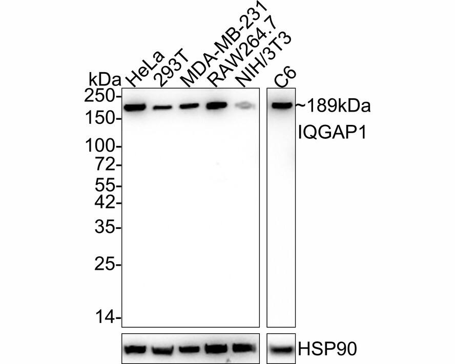 Western blot analysis on different lysates with NBP3-32479 at 1/2,000 dilution. Lane 1: HeLa cell lysate Lane 2: 293T cell lysate Lane 3: MDA-MB-231 cell lysate Lane 4: RAW264.7 cell lysate Lane 5: NIH/3T3 cell lysate Lane 6: C6 cell lysate Lysates/proteins at 20 µg/Lane. Predicted band size: 189 kDa Observed band size: 189 kDa Exposure time: 1 minute 40 second; 4-20% SDS-PAGE gel. Proteins were transferred to a PVDF membrane and blocked with 5% NFDM/TBST for 1 hour at room temperature. NBP3-32479 at 1/2,000 dilution was used in 5% NFDM/TBST at 4℃ overnight. Goat Anti-Rabbit IgG [HRP] Secondary Antibody at 1/50,000 dilution was used for 1 hour at room temperature.