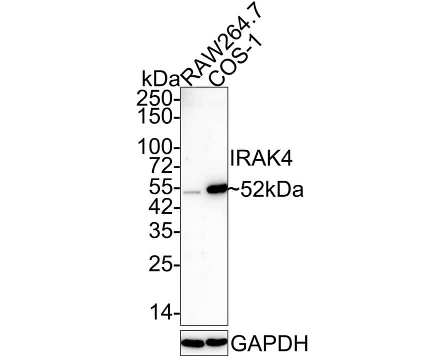 Western blot analysis on different lysates with NBP3-32482 at 1/1,000 dilution. Lane 1: RAW264.7 cell lysate Lane 2: COS-1 cell lysate Lysates/proteins at 20 µg/Lane. Predicted band size: 52 kDa Observed band size: 52 kDa Exposure time: 5 minutes; 4-20% SDS-PAGE gel. Proteins were transferred to a PVDF membrane and blocked with 5% NFDM/TBST for 1 hour at room temperature. NBP3-32482 at 1/1,000 dilution was used in 5% NFDM/TBST at 4℃ overnight. Goat Anti-Rabbit IgG [HRP] Secondary Antibody at 1/50,000 dilution was used for 1 hour at room temperature.