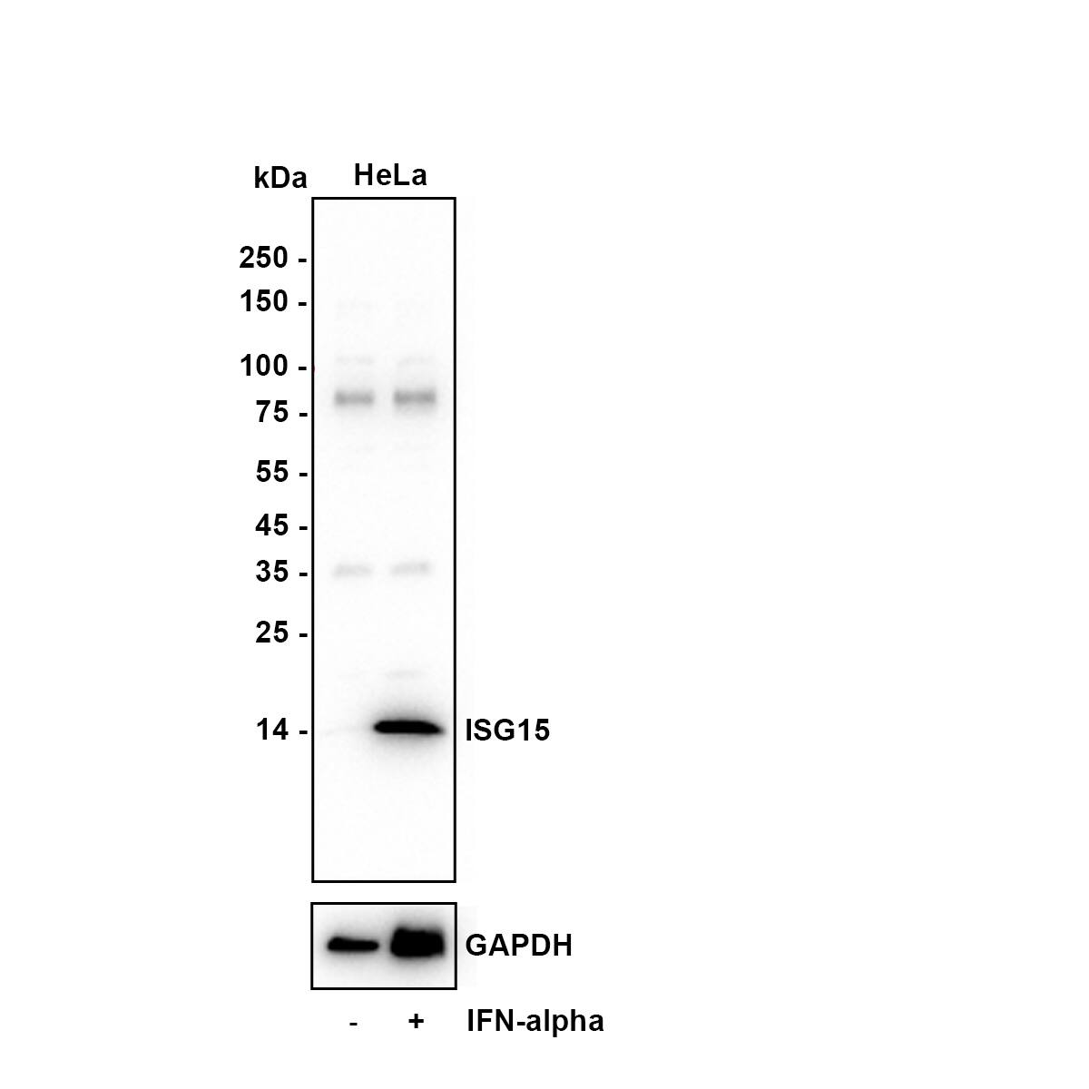Western blot analysis on different lysates with NBP3-32484 at 1/2,000 dilution. Lane 1: Hela whole cell lysate Lane 2: Hela treated with 10 ng/ml human IFN alpha 1 for 16 hours whole cell lysate Lysates/proteins at 20 µg/Lane. Predicted band size: 18 kDa Observed band size: 14 kDa Exposure time: 25 seconds; 15% SDS-PAGE gel. Proteins were transferred to a PVDF membrane and blocked with 5% NFDM/TBST for 1 hour at room temperature. NBP3-32484 at 1/2,000 dilution was used in 5% NFDM/TBST at room temperature for 2 hours. Goat Anti-Rabbit IgG [HRP] Secondary Antibody at 1:50,000 dilution was used for 1 hour at room temperature.