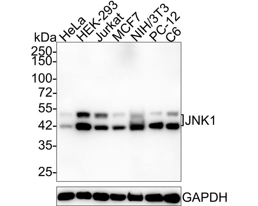 Western blot analysis on different lysates with NBP3-32487 at 1/2,000 dilution. Lane 1: HeLa cell lysate Lane 2: HEK-293 cell lysate Lane 3: Jurkat cell lysate Lane 4: MCF7 cell lysate Lane 5: NIH/3T3 cell lysate Lane 6: PC-12 cell lysate Lane 7: C6 cell lysate Lysates/proteins at 20 µg/Lane. Predicted band size: 44 kDa Observed band size: 44/48 kDa Exposure time: 3 minutes; 4-20% SDS-PAGE gel. Proteins were transferred to a PVDF membrane and blocked with 5% NFDM/TBST for 1 hour at room temperature. NBP3-32487 at 1/2,000 dilution was used in 5% NFDM/TBST at 4℃ overnight. Goat Anti-Rabbit IgG [HRP] Secondary Antibody at 1/50,000 dilution was used for 1 hour at room temperature.