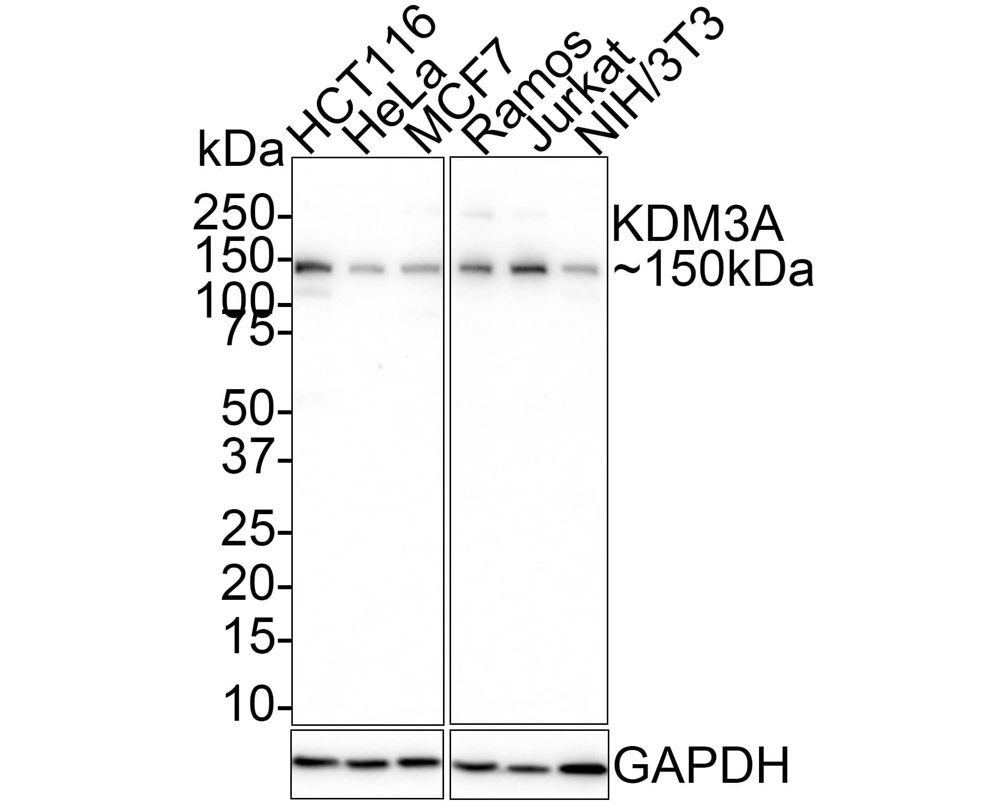 Western Blot: Lysine (K)-specific Demethylase 3A/KDM3A/JMJD1A Antibody (PSH01-77) [NBP3-32490] - Western blot analysis of Lysine (K)-specific Demethylase 3A/KDM3A/JMJD1A on different lysates with Rabbit anti-Lysine (K)-specific Demethylase 3A/KDM3A/JMJD1A antibody (NBP3-32490) at 1/1,000 dilution. Lane 1: HCT116 cell lysate Lane 2: Hela cell lysate Lane 3: MCF7 cell lysate Lane 4: Ramos cell lysate Lane 5: Jurkat cell lysate Lane 6: NIH/3T3 cell lysate Lysates/proteins at 30 ug/Lane. Predicted band size: 147 kDa Observed band size: 150 kDa Exposure time: 2 minutes 50 seconds; 4-20% SDS-PAGE gel. Proteins were transferred to a PVDF membrane and blocked with 5% NFDM/TBST for 1 hour at room temperature. The primary antibody (NBP3-32490) at 1/1,000 dilution was used in 5% NFDM/TBST at 4  overnight. Goat Anti-Rabbit IgG - HRP Secondary Antibody at 1/50,000 dilution was used for 1 hour at room temperature.