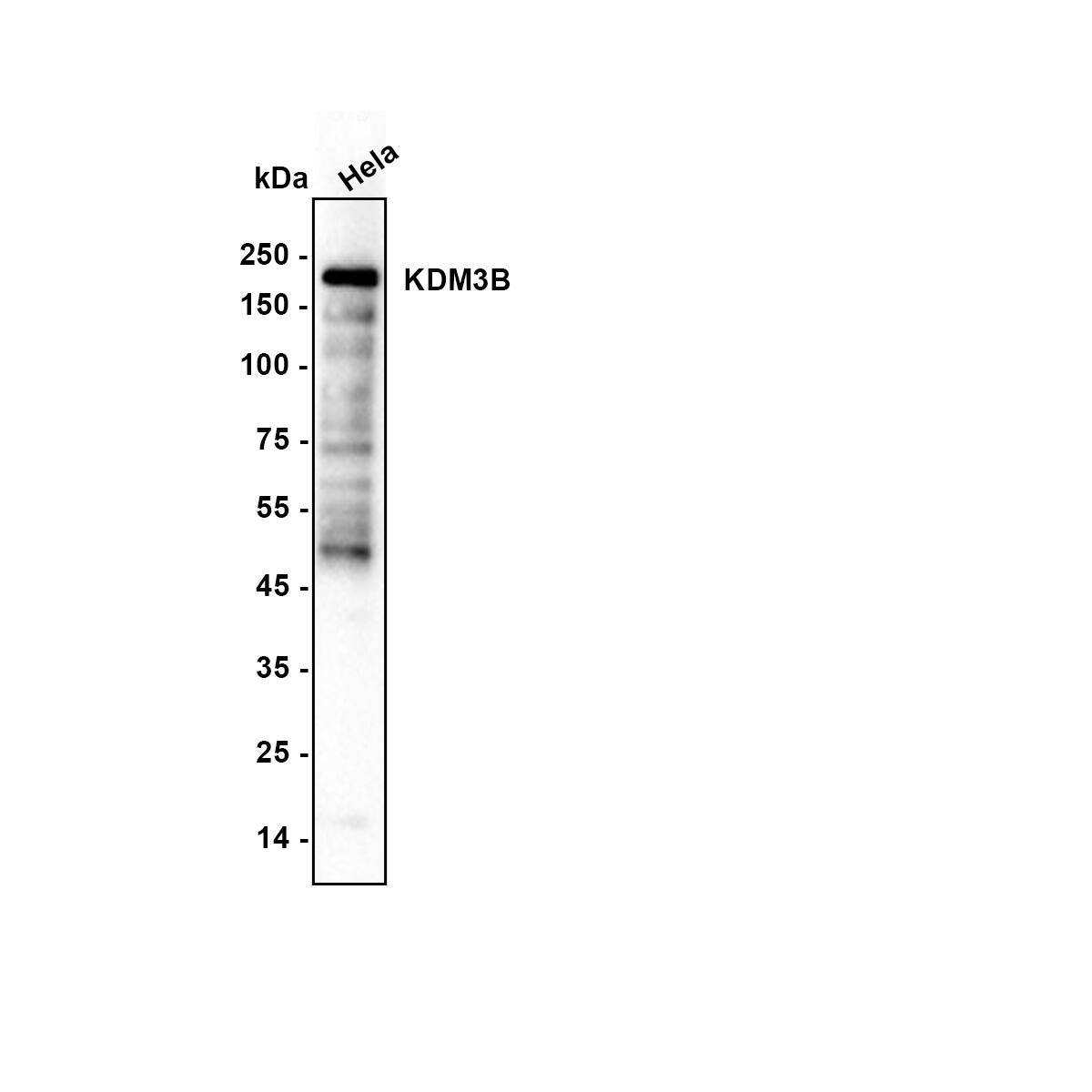 Western blot analysis on different lysates with NBP3-32491 at 1/1,000 dilution. Lane 1: HeLa (Human cervical adenocarcinoma cell) cell lysate Lysates/proteins at 20 µg/Lane. Exposure time: 25 seconds Blocking: 5% NFDM/TBST, 1 hour at room temperature Primary antibody: NBP3-32491, 1/1,000 in primary antibody dilution buffer, overnight at 4 ℃ Secondary antibody: Goat Anti-Rabbit IgG [HRP] Secondary Antibody, 1/50,000 in 5% NFDM/TBST, 1 hour at room temperature Predicted band size: 191 kDa Observed band size: 191 kDa