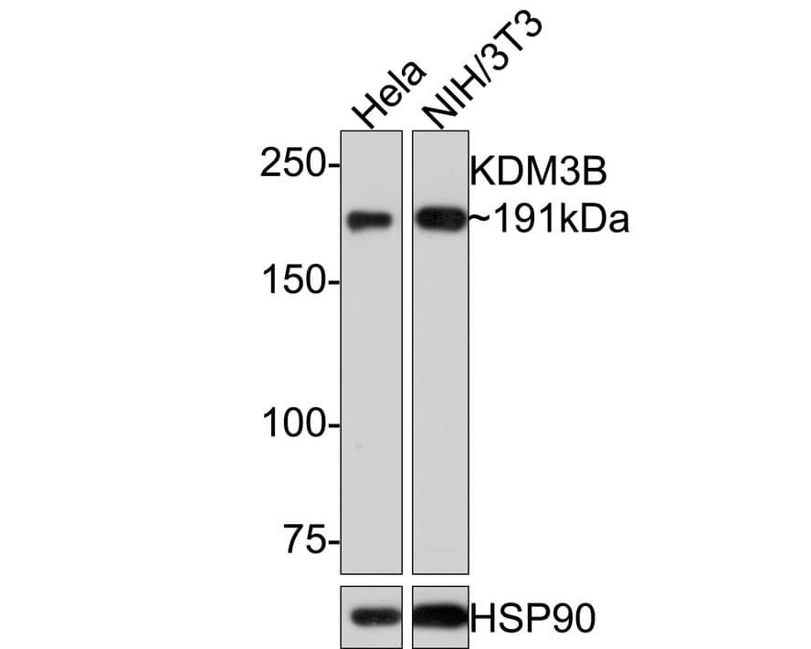 Western Blot JMJD1B Antibody (1A8)