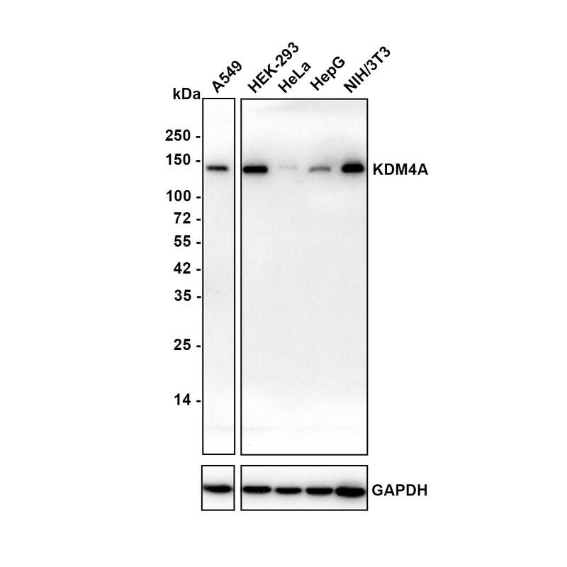Western blot analysis on different lysates with NBP3-32493 at 1/2,000 dilution. Lane 1: A549 cell lysate Lane 2: HEK-293 cell lysate Lane 3: HeLa cell lysate Lane 4: HepG2 cell lysate Lane 5: NIH/3T3 cell lysate Lysates/proteins at 20 µg/Lane. Exposure time: 136 seconds Blocking: 5% NFDM/TBST, 1 hour at room temperature Primary antibody: NBP3-32493, 1/2,000 in 5% NFDM/TBST, overnight at 4 ℃ Secondary antibody: Goat Anti-Rabbit IgG [HRP] Secondary Antibody, 1/50,000 in 5% NFDM/TBST, 1 hour at room temperature Predicted band size: 121 kDa Observed band size: 150 kDa