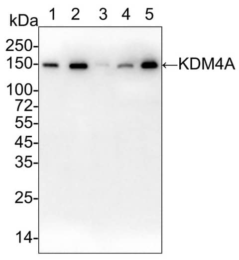 Western Blot: Lysine (K)-specific Demethylase 4A/KDM4A/JMJD2A Antibody (PSH03-67) [NBP3-32493] - Western blot analysis of Lysine (K)-specific Demethylase 4A/KDM4A/JMJD2A on different lysates with Rabbit anti-Lysine (K)-specific Demethylase 4A/KDM4A/JMJD2A antibody (NBP3-32493) at 1/2,000 dilution.