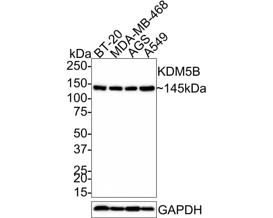Western blot analysis on different lysates with NBP3-32495 at 1/2,000 dilution. Lane 1: BT-20 cell lysate Lane 2: MDA-MB-468 cell lysate Lane 3: AGS cell lysate Lane 4: A549 cell lysate Lysates/proteins at 20 µg/Lane. Predicted band size: 176 kDa Observed band size: 145 kDa Exposure time: 5 minutes; 4-20% SDS-PAGE gel. Proteins were transferred to a PVDF membrane and blocked with 5% NFDM/TBST for 1 hour at room temperature. NBP3-32495 at 1/2,000 dilution was used in 5% NFDM/TBST at room temperature for 2 hours. Goat Anti-Rabbit IgG [HRP] Secondary Antibody at 1/200,000 dilution was used for 1 hour at room temperature.