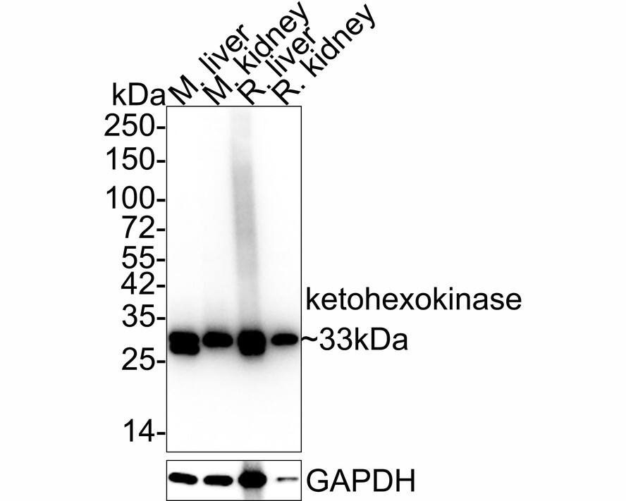 Western blot analysis on different lysates with NBP3-32497 at 1/5,000 dilution. Lane 1: Mouse liver tissue lysate Lane 2: Mouse kidney tissue lysate Lane 3: Rat liver tissue lysate Lane 4: Rat kidney tissue lysate Lysates/proteins at 10 µg/Lane. Predicted band size: 33 kDa Observed band size: 33 kDa Exposure time: 5 seconds; 4-20% SDS-PAGE gel. Proteins were transferred to a PVDF membrane and blocked with 5% NFDM/TBST for 1 hour at room temperature. NBP3-32497 at 1/5,000 dilution was used in 5% NFDM/TBST at 4℃ overnight. Goat Anti-Rabbit IgG [HRP] Secondary Antibody at 1/50,000 dilution was used for 1 hour at room temperature.