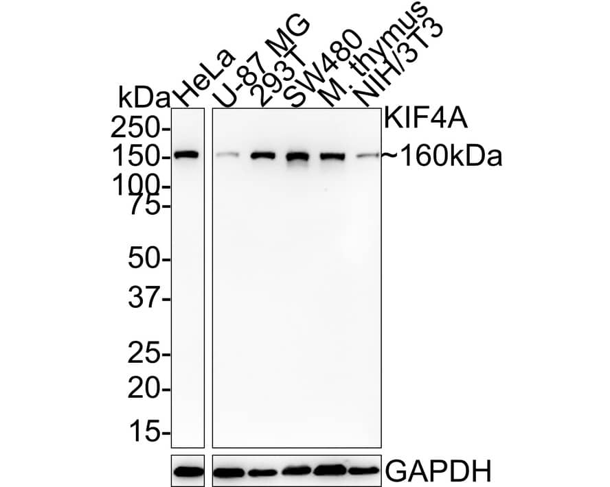 Western Blot: Kif4A Antibody (JE38-91) [NBP3-32502] - Western blot analysis of Kif4A on different lysates with Rabbit anti-Kif4A antibody (NBP3-32502) at 1/1,000 dilution. Lane 1: HeLa cell lysate (20 ug/Lane) Lane 2: U-87 MG cell lysate (20 ug/Lane) Lane 3: 293T cell lysate (20 ug/Lane) Lane 4: SW480 cell lysate (20 ug/Lane) Lane 5: Mouse thymus tissue lysate (40 ug/Lane) Lane 6: NIH/3T3 cell lysate (20 ug/Lane) Predicted band size: 140 kDa Observed band size: 160 kDa Exposure time: 6 minutes; 4-20% SDS-PAGE gel. Proteins were transferred to a PVDF membrane and blocked with 5% NFDM/TBST for 1 hour at room temperature. The primary antibody (NBP3-32502) at 1/1,000 dilution was used in 5% NFDM/TBST at 4  overnight. Goat Anti-Rabbit IgG - HRP Secondary Antibody at 1:100,000 dilution was used for 1 hour at room temperature.