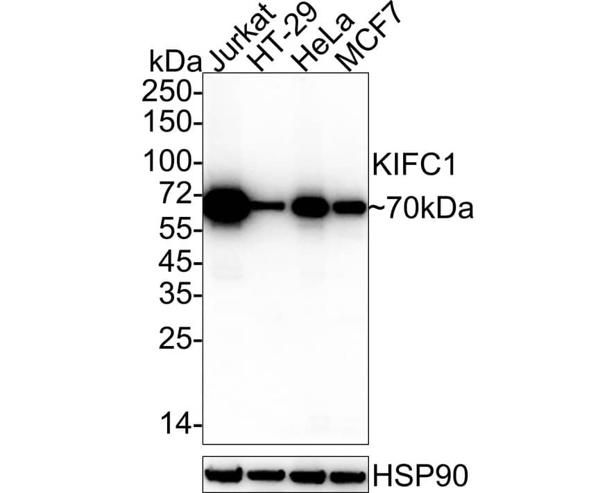 Western Blot: KIFC1 Antibody (JE00-46) [NBP3-32504] - Western blot analysis of KIFC1 on different lysates with Rabbit anti-KIFC1 antibody (NBP3-32504) at 1/1,000 dilution. Lane 1: Jurkat cell lysate Lane 2: HT-29 cell lysate Lane 3: HeLa cell lysate Lane 4: MCF7 cell lysate Lysates/proteins at 20 ug/Lane. Predicted band size: 74 kDa Observed band size: 70 kDa Exposure time: 43 seconds; ECL; 4-20% SDS-PAGE gel. Proteins were transferred to a PVDF membrane and blocked with 5% NFDM/TBST for 1 hour at room temperature. The primary antibody (NBP3-32504) at 1/1,000 dilution was used in 5% NFDM/TBST at 4  overnight. Goat Anti-Rabbit IgG - HRP Secondary Antibody at 1/50,000 dilution was used for 1 hour at room temperature.