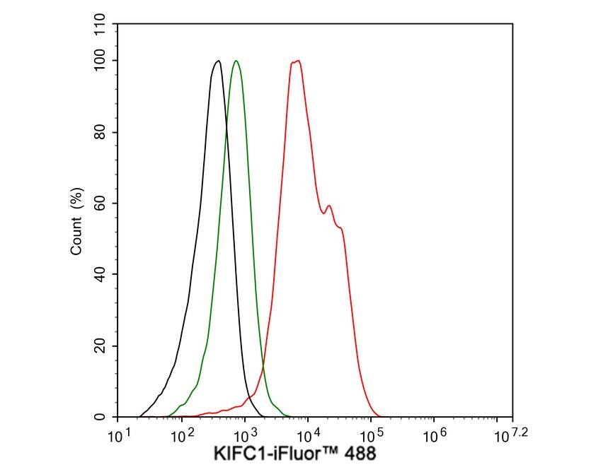 Flow Cytometry: KIFC1 Antibody (JE00-46) [NBP3-32504] - Flow cytometric analysis of Jurkat cells labeling KIFC1. Cells were fixed and permeabilized. Then stained with the primary antibody (NBP3-32504, 1μg/mL) (red) compared with Rabbit IgG Isotype Control (green). After incubation of the primary antibody at +4℃ for an hour, the cells were stained with a iFluor™ 488 conjugate-Goat anti-Rabbit IgG Secondary antibody at 1/1,000 dilution for 30 minutes at +4℃. Unlabelled sample was used as a control (cells without incubation with primary antibody; black).
