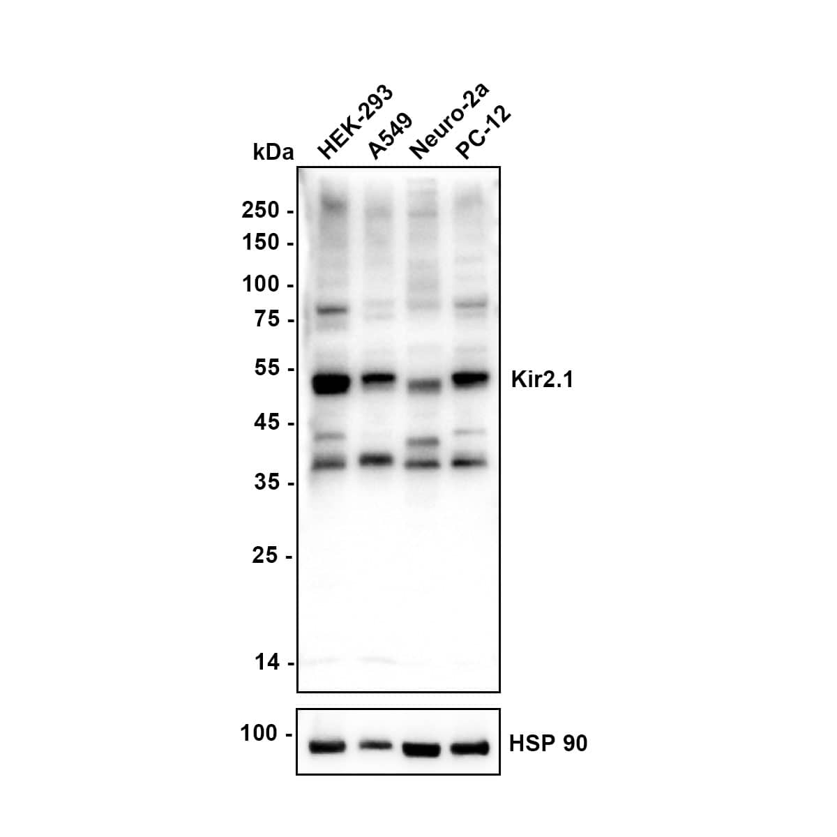 Western blot analysis on different lysates with NBP3-32505 at 1/5,000 dilution. Lane 1: HEK-293 cell lysate Lane 2: A549 cell lysate Lane 3: Neuro-2a cell lysate Lane 4: PC-12 cell lysate Lysates/proteins at 20 µg/Lane. Exposure time: 20 seconds Blocking: 5% NFDM/TBST, 1 hour at room temperature Primary antibody: NBP3-32505, 1/5,000 in primary antibody dilution buffer, overnight at 4 ℃ Secondary antibody: Goat Anti-Rabbit IgG [HRP] Secondary Antibody, 1/50,000 in 5% NFDM/TBST, 1 hour at room temperature Predicted band size: 48 kDa Observed band size: 48 kDa