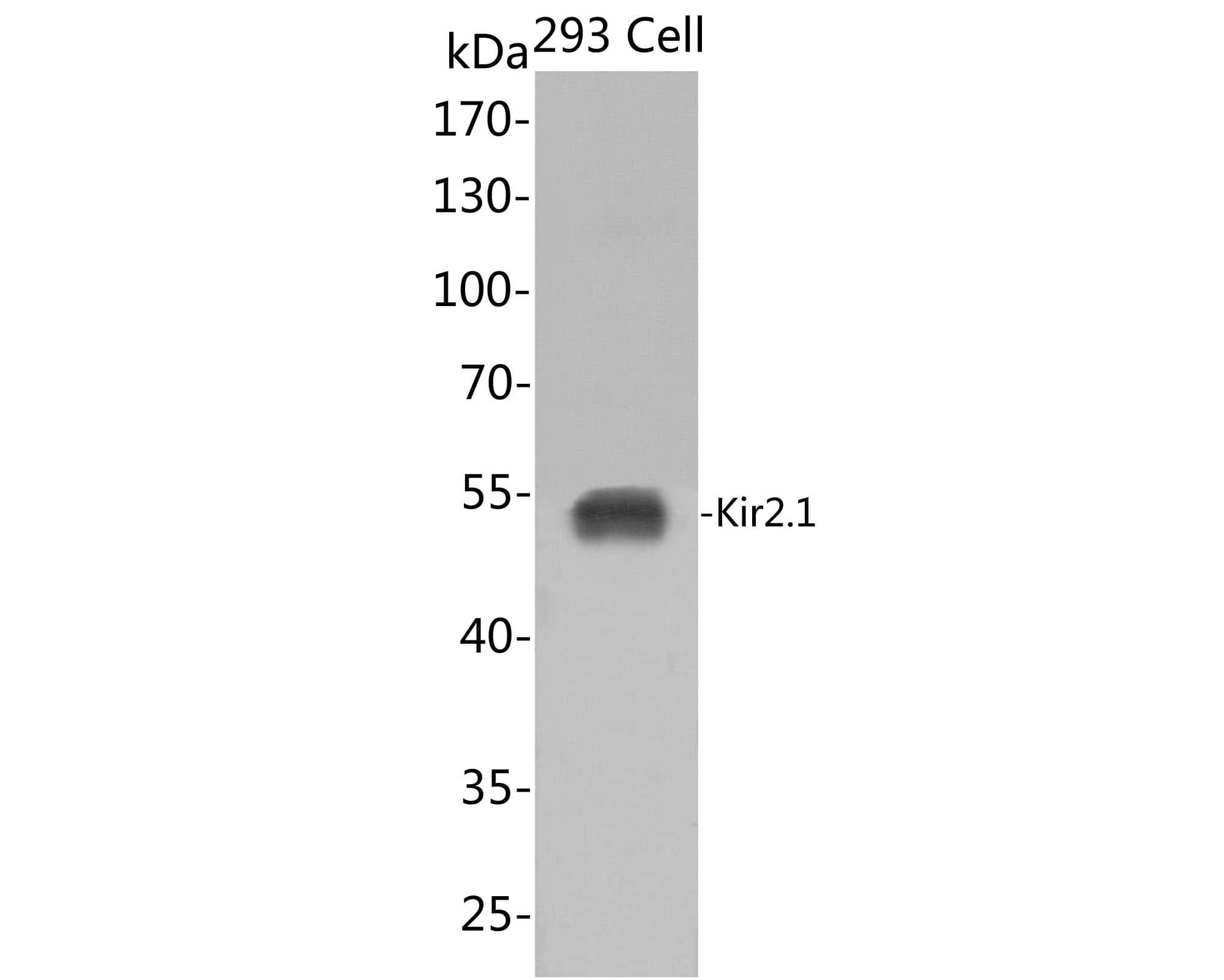 Western Blot: Kir2.1 Antibody (JE54-56) [NBP3-32505] - Western blot analysis of Kir2.1 on 293 cell lysates with Rabbit anti-Kir2.1 antibody (NBP3-32505) at 1/1,000 dilution. Predicted band size: 48 kDa Observed band size: 48 kDa Exposure time: 30s; 10% SDS-PAGE gel. Proteins were transferred to a PVDF membrane and blocked with 5% NFDM/TBST for 1 hour at room temperature. The primary antibody (NBP3-32505) at 1/1,000 dilution was used in 5% NFDM/TBST at room temperature for 2 hours. Goat Anti-Rabbit IgG - HRP Secondary Antibody at 1:300,000 dilution was used for 1 hour at room temperature.