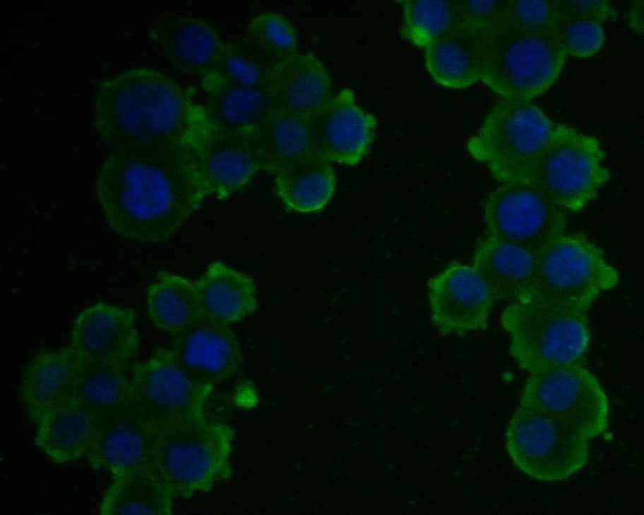 Immunocytochemistry/ Immunofluorescence: Kir2.1 Antibody (JE54-56) [NBP3-32505] - ICC staining of Kir2.1 in N2A cells (green). Formalin fixed cells were permeabilized with 0.1% Triton X-100 in TBS for 10 minutes at room temperature and blocked with 1% Blocker BSA for 15 minutes at room temperature. Cells were probed with the primary antibody (NBP3-32505, 1/100) for 1 hour at room temperature, washed with PBS. Alexa Fluor®488 Goat anti-Rabbit IgG was used as the secondary antibody at 1/1,000 dilution. The nuclear counter stain is DAPI (blue).