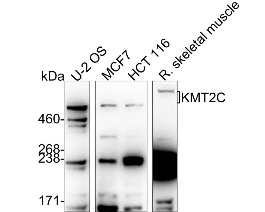 Western blot analysis on different lysates with NBP3-32507 at 1/1,000 dilution. Lane 1: U-2 OS cell lysate (20 µg/Lane) Lane 2: MCF7 cell lysate (20 µg/Lane) Lane 3: HCT 116 cell lysate (20 µg/Lane) Lane 4: Rat skeletal muscle tissue lysate (40 µg/Lane) Predicted band size: 541 kDa Observed band size: 541 kDa Exposure time: 1 minute 36 seconds; 3-8% SDS-PAGE gel. Proteins were transferred to a PVDF membrane and blocked with 5% NFDM/TBST for 1 hour at room temperature. NBP3-32507 at 1/1,000 dilution was used in 5% NFDM/TBST at 4℃ overnight. Goat Anti-Rabbit IgG [HRP] Secondary Antibody at 1/50,000 dilution was used for 1 hour at room temperature.