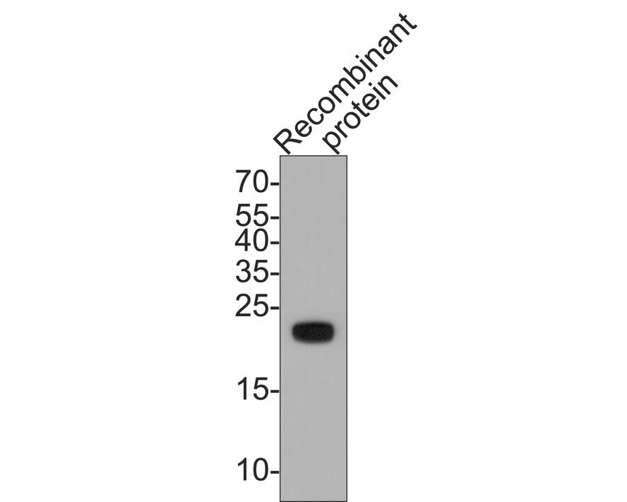 Western blot analysis of  recombinant protein with NBP3-32508 at 1/10,000 dilution. Lysates/proteins at 50 ng/Lane. Observed band size: 22 kDa Exposure time: 2 minutes; 15% SDS-PAGE gel. Proteins were transferred to a PVDF membrane and blocked with 5% NFDM/TBST for 1 hour at room temperature. NBP3-32508 at 1/10,000 dilution was used in 5% NFDM/TBST at room temperature for 2 hours. Goat Anti-Rabbit IgG [HRP] Secondary Antibody at 1:300,000 dilution was used for 1 hour at room temperature.