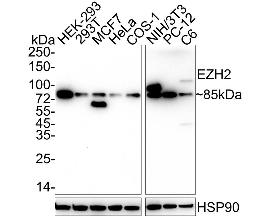 Western blot analysis on different lysates with NBP3-32509 at 1/1,000 dilution. Lane 1: HEK-293 cell lysate Lane 2: 293T cell lysate Lane 3: MCF7 cell lysate Lane 4: HeLa cell lysate Lane 5: COS-1 cell lysate Lane 6: NIH/3T3 cell lysate Lane 7: PC-12 cell lysate Lane 8: C6 cell lysate Lysates/proteins at 20 µg/Lane. Predicted band size: 85 kDa Observed band size: 85 kDa Exposure time: 3 minutes; 4-20% SDS-PAGE gel. Proteins were transferred to a PVDF membrane and blocked with 5% NFDM/TBST for 1 hour at room temperature. NBP3-32509 at 1/1,000 dilution was used in 5% NFDM/TBST at 4℃ overnight. Goat Anti-Rabbit IgG [HRP] Secondary Antibody at 1/50,000 dilution was used for 1 hour at room temperature.