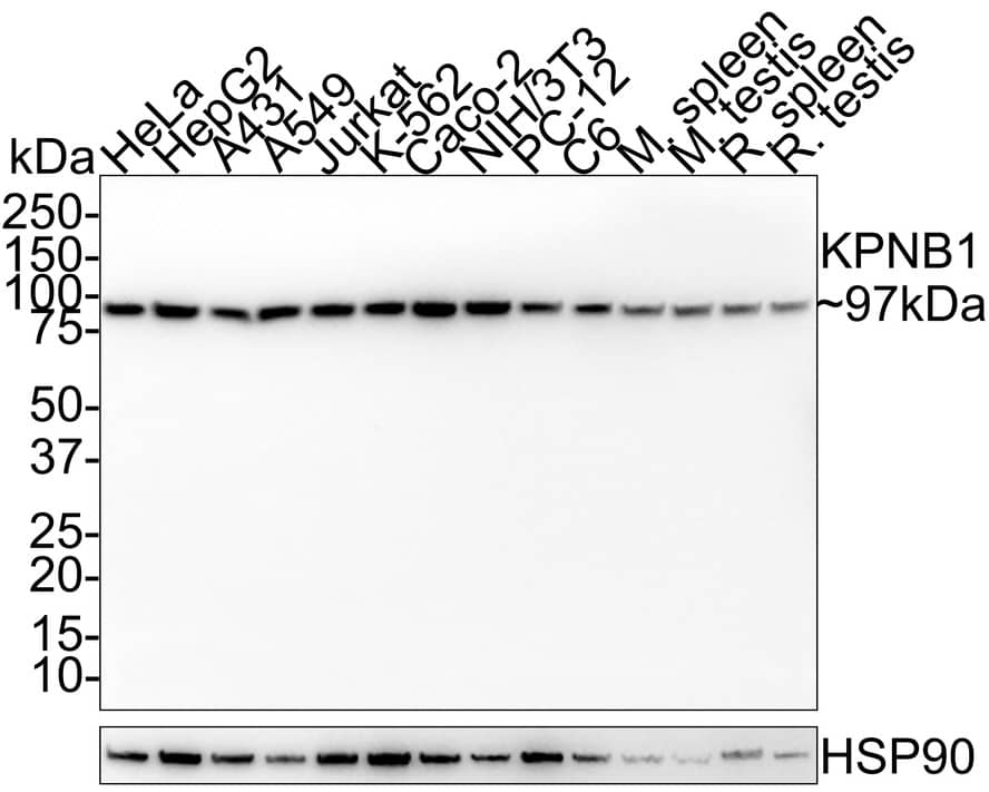 Western Blot: Importin beta/KPNB1 Antibody (PSH01-59) [NBP3-32510] - Western blot analysis of Importin beta/KPNB1 on different lysates with Rabbit anti-Importin beta/KPNB1 antibody (NBP3-32510) at 1/1,000 dilution. Lane 1: HeLa cell lysate (20 ug/Lane) Lane 2: HepG2 cell lysate (20 ug/Lane) Lane 3: A431 cell lysate (20 ug/Lane) Lane 4: A549 cell lysate (20 ug/Lane) Lane 5: Jurkat cell lysate (20 ug/Lane) Lane 6: K-562 cell lysate (20 ug/Lane) Lane 7: Caco-2 cell lysate (20 ug/Lane) Lane 8: NIH/3T3 cell lysate (20 ug/Lane) Lane 9: PC-12 cell lysate (20 ug/Lane) Lane 10: C6 cell lysate (20 ug/Lane) Lane 11: Mouse spleen tissue lysate (40 ug/Lane) Lane 12: Mouse testis tissue lysate (40 ug/Lane) Lane 13: Rat spleen tissue lysate (40 ug/Lane) Lane 14: Rat testis tissue lysate (40 ug/Lane) Predicted band size: 97 kDa Observed band size: 97 kDa Exposure time: 1 minute; 4-20% SDS-PAGE gel. Proteins were transferred to a PVDF membrane and blocked with 5% NFDM/TBST for 1 hour at room temperature. The primary antibody (NBP3-32510) at 1/1,000 dilution was used in 5% NFDM/TBST at room temperature for 2 hours. Goat Anti-Rabbit IgG - HRP Secondary Antibody at 1/100,000 dilution was used for 1 hour at room temperature.