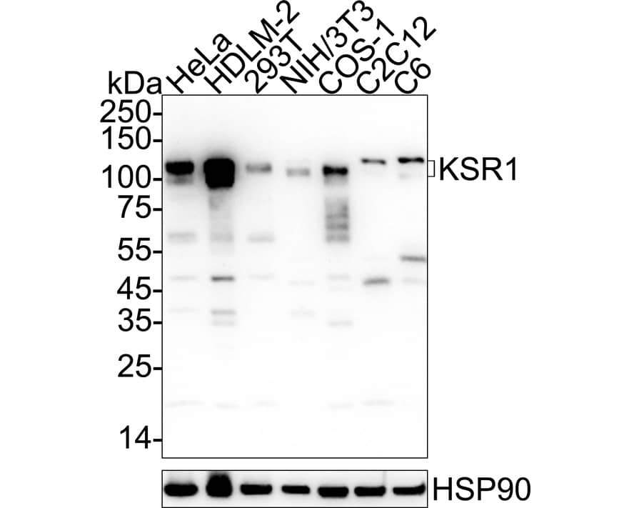 Western blot analysis on different lysates with NBP3-32512 at 1/2,000 dilution. Lane 1: HeLa cell lysate Lane 2: HDLM-2 cell lysate Lane 3: 293T cell lysate Lane 4: NIH/3T3 cell lysate Lane 5: COS-1 cell lysate Lane 6: C2C12 cell lysate Lane 7: C6 cell lysate Lysates/proteins at 20 µg/Lane. Predicted band size: 102 kDa Observed band size: 120/100 kDa Exposure time: 3 minutes;  4-20% SDS-PAGE gel. Proteins were transferred to a PVDF membrane and blocked with 5% NFDM/TBST for 1 hour at room temperature. NBP3-32512 at 1/2,000 dilution was used in 5% NFDM/TBST at 4℃ overnight. Goat Anti-Rabbit IgG [HRP] Secondary Antibody at 1/50,000 dilution was used for 1 hour at room temperature.