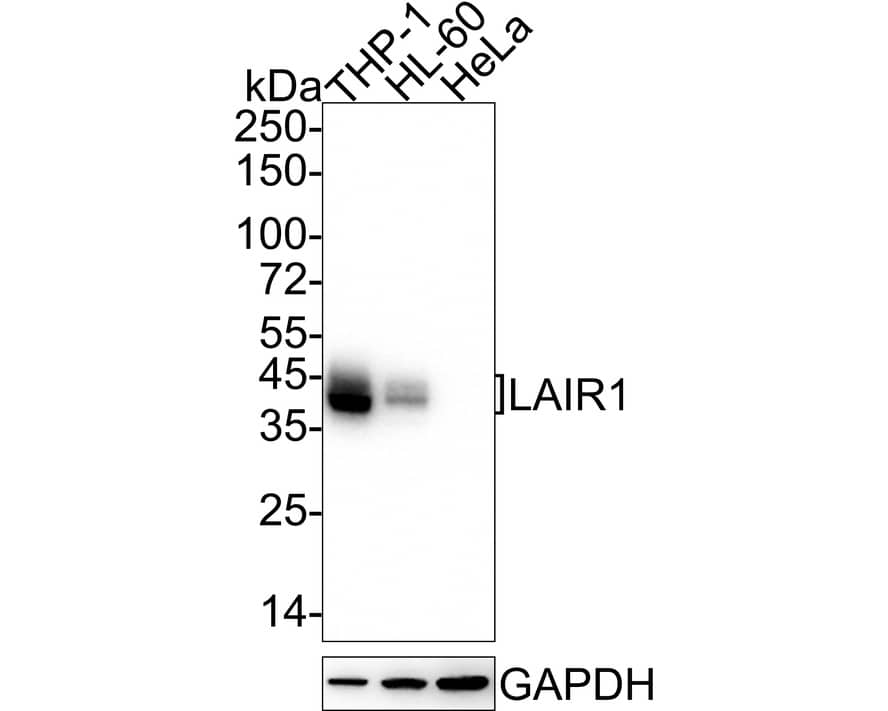 Western Blot: LAIR1 Antibody (PSH04-50) [NBP3-32517] - Western blot analysis of LAIR1 on different lysates with Mouse anti-LAIR1 antibody (NBP3-32517) at 1/2,000 dilution. Lane 1: THP-1 cell lysate Lane 2: HL-60 cell lysate Lane 3: HeLa cell lysate (negative) Lysates/proteins at 20 ug/Lane. Predicted band size: 32 kDa Observed band size: 40-45 kDa Exposure time: 30 seconds; ECL; 4-20% SDS-PAGE gel. Proteins were transferred to a PVDF membrane and blocked with 5% NFDM/TBST for 1 hour at room temperature. The primary antibody (NBP3-32517) at 1/2,000 dilution was used in 5% NFDM/TBST at 4  overnight. Goat Anti-Mouse IgG - HRP Secondary Antibody at 1/50,000 dilution was used for 1 hour at room temperature.