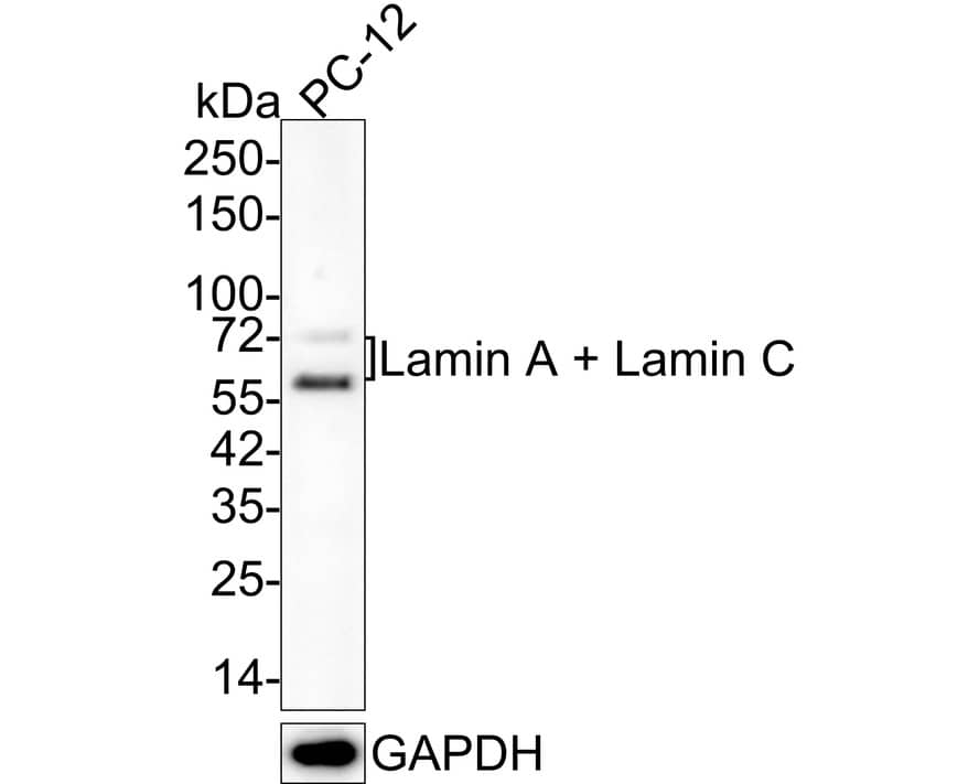 Western blot analysis of  PC-12 cell lysates with NBP3-32518 at 1/2,000 dilution. Lysates/proteins at 10 µg/Lane. Predicted band size: 74/65 kDa Observed band size: 74/65 kDa Exposure time: 4 minutes 22 seconds; 4-20% SDS-PAGE gel. Proteins were transferred to a PVDF membrane and blocked with 5% NFDM/TBST for 1 hour at room temperature. NBP3-32518 at 1/2,000 dilution was used in 5% NFDM/TBST at 4℃ overnight. Goat anti-Mouse IgG [HRP] at 1/50,000 dilution was used for 1 hour at room temperature.