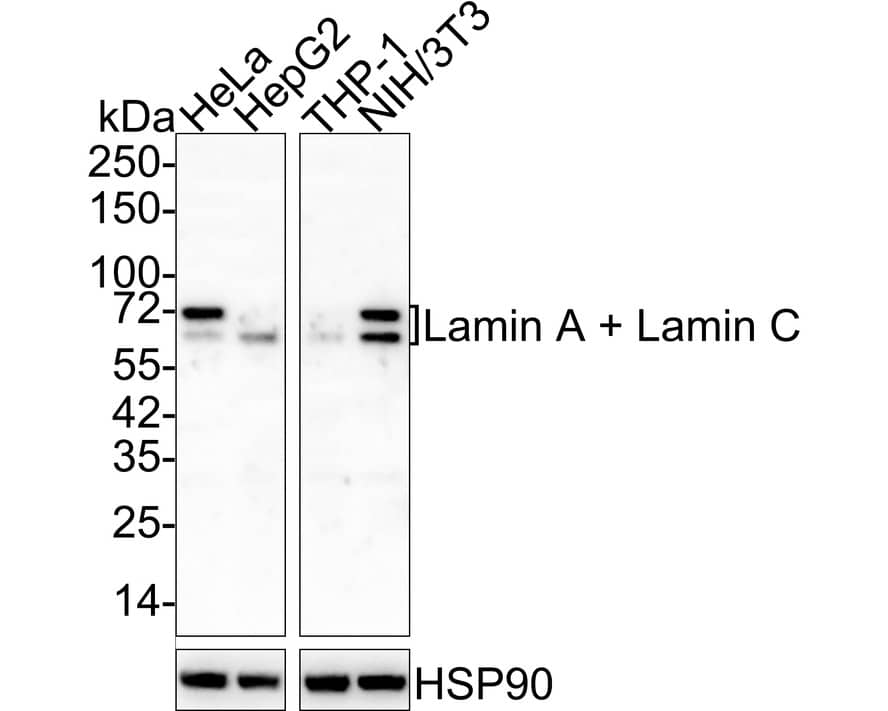 Western Blot: Lamin A + C Antibody (A6F5-R) [NBP3-32518] - Western blot analysis of Lamin A + C on different lysates with Mouse anti-Lamin A + C antibody (NBP3-32518) at 1/2,000 dilution. Lane 1: HeLa cell lysate Lane 2: HepG2 cell lysate Lane 3: THP-1 cell lysate Lane 4: NIH/3T3 cell lysate Lysates/proteins at 20 ug/Lane. Predicted band size: 74/65 kDa Observed band size: 74/65 kDa Exposure time: 1 minute 2 seconds; 4-20% SDS-PAGE gel. Proteins were transferred to a PVDF membrane and blocked with 5% NFDM/TBST for 1 hour at room temperature. The primary antibody (NBP3-32518) at 1/2,000 dilution was used in 5% NFDM/TBST at 4  overnight. Goat Anti-Mouse IgG - HRP Secondary Antibody at 1/50,000 dilution was used for 1 hour at room temperature.