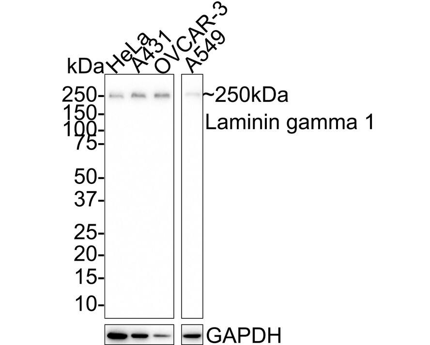 Western blot analysis on different lysates with NBP3-32522 at 1/1,000 dilution. Lane 1: HeLa cell lysate Lane 2: A431 cell lysate Lane 3: OVCAR-3 cell lysate Lane 4: A549 cell lysate Lysates/proteins at 20 µg/Lane. Predicted band size: 178 kDa Observed band size: 250 kDa Exposure time: 3 minutes; 4-20% SDS-PAGE gel. Proteins were transferred to a PVDF membrane and blocked with 5% NFDM/TBST for 1 hour at room temperature. NBP3-32522 at 1/1,000 dilution was used in 5% NFDM/TBST at room temperature for 2 hours. Goat Anti-Rabbit IgG [HRP] Secondary Antibody at 1:100,000 dilution was used for 1 hour at room temperature.