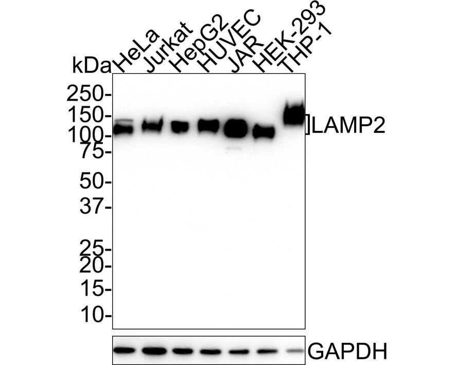 Western blot analysis on different lysates with NBP3-32523 at 1/1,000 dilution. Lane 1: HeLa cell lysate Lane 2: Jurkat cell lysate Lane 3: HepG2 cell lysate Lane 4: HUVEC cell lysate Lane 5: JAR cell lysate Lane 6: HEK-293 cell lysate Lane 7: THP-1 cell lysate Lysates/proteins at 20 µg/Lane. Predicted band size: 45 kDa Observed band size: 110 kDa Exposure time: 3 minute; 4-20% SDS-PAGE gel. Proteins were transferred to a PVDF membrane and blocked with 5% NFDM/TBST for 1 hour at room temperature. NBP3-32523 at 1/1,000 dilution was used in 5% NFDM/TBST at 4℃ overnight. Goat anti-Mouse IgG [HRP] at 1/50,000 dilution was used for 1 hour at room temperature.