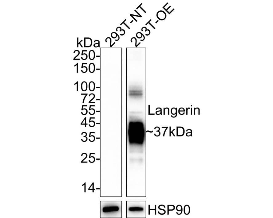 Western Blot: Langerin/CD207 Antibody (PSH04-60) [NBP3-32524] - Western blot analysis of Langerin/CD207 on different lysates with Rabbit anti-Langerin/CD207 antibody (NBP3-32524) at 1/1,000 dilution. Lane 1: 293T-NT cell lysate Lane 2: 293T-OE-CD207/Langerin cell lysate Lysates/proteins at 20 ug/Lane. Predicted band size: 37 kDa Observed band size: 37 kDa Exposure time: 20 seconds; ECL; 4-20% SDS-PAGE gel. Proteins were transferred to a PVDF membrane and blocked with 5% NFDM/TBST for 1 hour at room temperature. The primary antibody (NBP3-32524) at 1/1,000 dilution was used in 5% NFDM/TBST at 4  overnight. Goat Anti-Rabbit IgG - HRP Secondary Antibody at 1/50,000 dilution was used for 1 hour at room temperature.