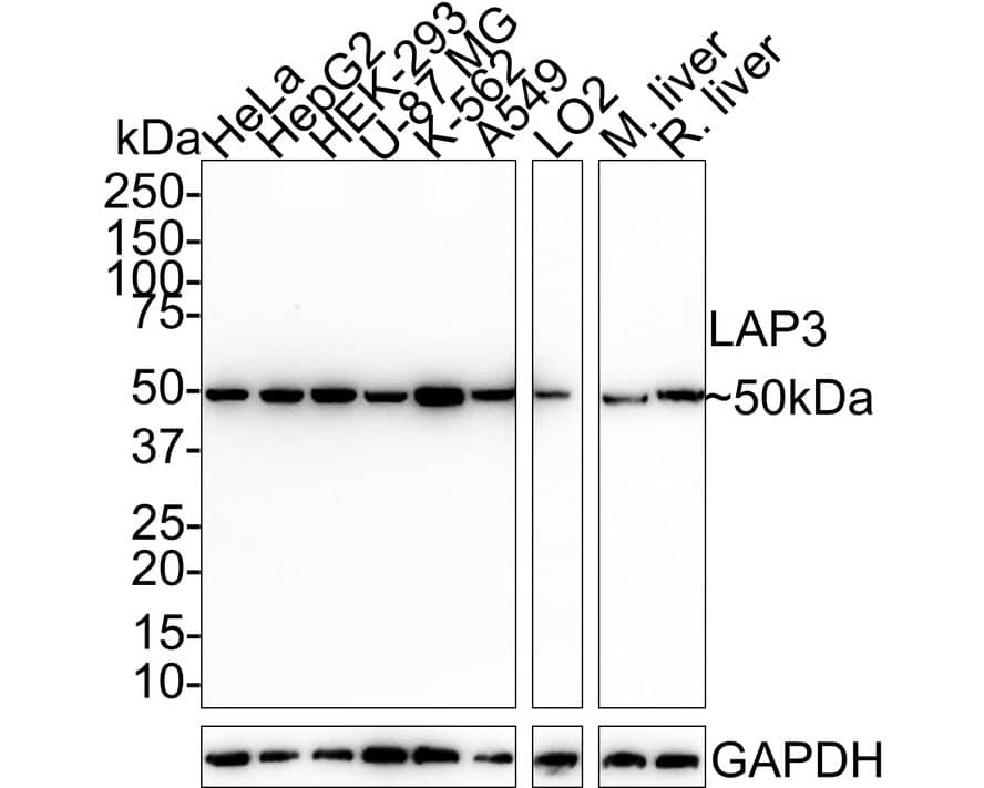 Western Blot: LAP3 Antibody (PSH01-34) [NBP3-32526] - Western blot analysis of LAP3 on different lysates with Rabbit anti-LAP3 antibody (NBP3-32526) at 1/1,000 dilution. Lane 1: HeLa cell lysate (20 ug/Lane) Lane 2: HepG2 cell lysate (20 ug/Lane) Lane 3: HEK-293 cell lysate (20 ug/Lane) Lane 4: U-87 MG cell lysate (20 ug/Lane) Lane 5: K-562 cell lysate (20 ug/Lane) Lane 6: A549 cell lysate (20 ug/Lane) Lane 7: LO2 cell lysate (20 ug/Lane) Lane 8: Mouse liver tissue lysate (40 ug/Lane) Lane 9: Rat liver tissue lysate (40 ug/Lane) Predicted band size: 56 kDa Observed band size: 50 kDa Exposure time: 1 minute 40 seconds; 4-20% SDS-PAGE gel. Proteins were transferred to a PVDF membrane and blocked with 5% NFDM/TBST for 1 hour at room temperature. The primary antibody (NBP3-32526) at 1/1,000 dilution was used in 5% NFDM/TBST at room temperature for 2 hours. Goat Anti-Rabbit IgG - HRP Secondary Antibody at 1:100,000 dilution was used for 1 hour at room temperature.