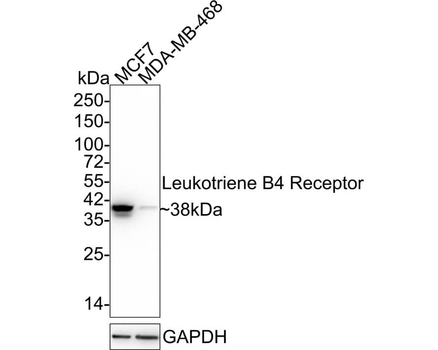 Western blot analysis on different lysates with NBP3-32529 at 1/1,000 dilution. Lane 1: MCF7 cell lysate Lane 2: MDA-MB-468 cell lysate (no heat) Notice: no heat means the lysate is not boiled. Lysates/proteins at 20 µg/Lane. Predicted band size: 38 kDa Observed band size: 38 kDa Exposure time: 10 seconds;  4-20% SDS-PAGE gel. Proteins were transferred to a PVDF membrane and blocked with 5% NFDM/TBST for 1 hour at room temperature. NBP3-32529 at 1/1,000 dilution was used in 5% NFDM/TBST at 4℃ overnight. Goat Anti-Rabbit IgG [HRP] Secondary Antibody at 1/50,000 dilution was used for 1 hour at room temperature.