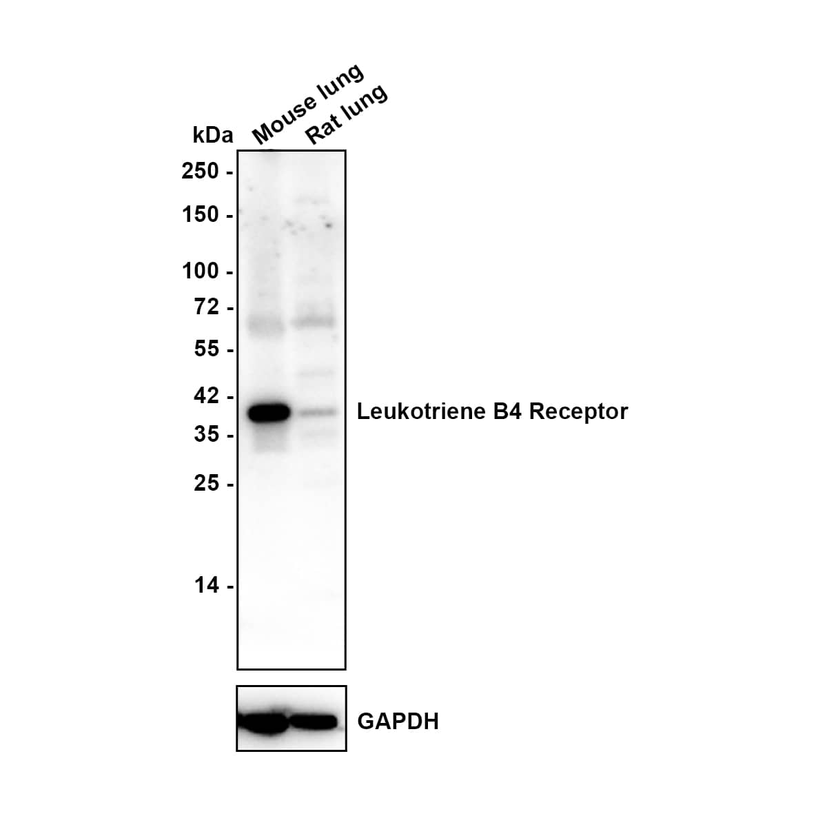 Western blot analysis on different lysates with NBP3-32529 at 1/1,000 dilution. Lane 1: Mouse lung tissue lysate (no heat) Lane 2: Rat lung tissue lysate (no heat) Notice: no heat means the lysate is not boiled. Lysates/proteins at 40 µg/Lane. Predicted band size: 38 kDa Observed band size: 38 kDa Exposure time: 1 minute; 4-20% SDS-PAGE gel. Proteins were transferred to a PVDF membrane and blocked with 5% NFDM/TBST for 1 hour at room temperature. NBP3-32529 at 1/1,000 dilution was used in 5% NFDM/TBST at 4℃ overnight. Goat Anti-Rabbit IgG [HRP] Secondary Antibody at 1/50,000 dilution was used for 1 hour at room temperature.