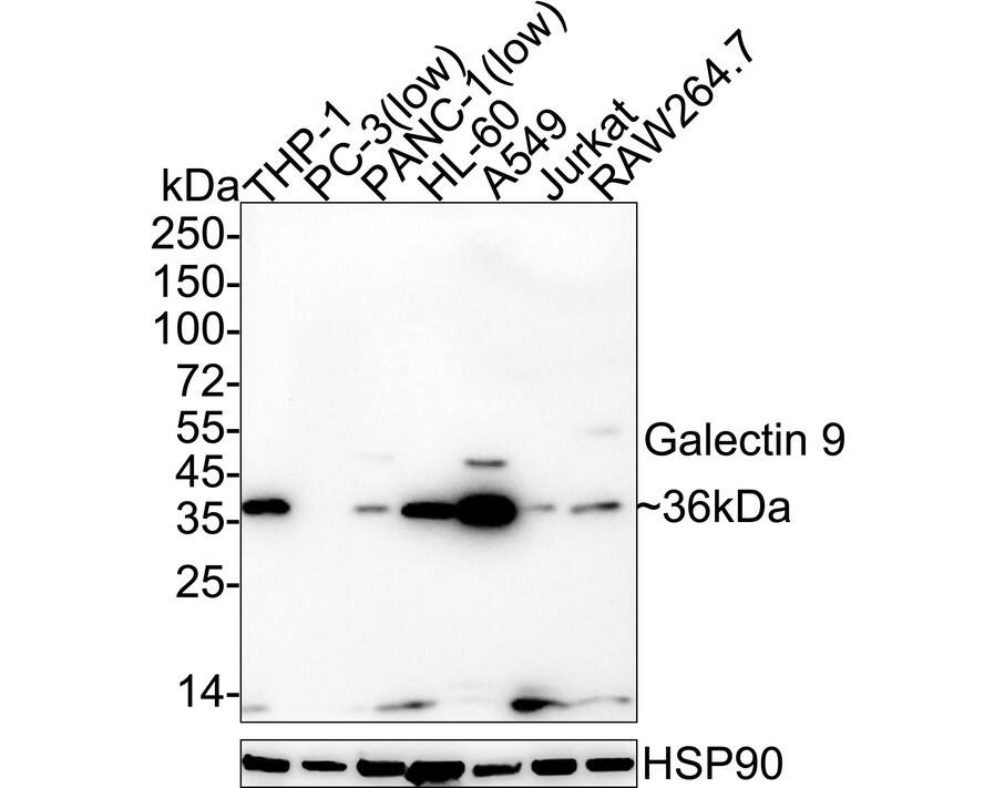 Western blot analysis on different lysates with NBP3-32531 at 1/1,000 dilution. Lane 1: THP-1 cell lysate Lane 2: PC-3 cell lysate (low expression) Lane 3: PANC-1 cell lysate (low expression) Lane 4: HL-60 cell lysate Lane 5: A549 cell lysate Lane 6: Jurkat cell lysate Lane 7: RAW264.7 cell lysate Lysates/proteins at 30 µg/Lane. Predicted band size: 40 kDa Observed band size: 36 kDa Exposure time: 2 minutes 7 seconds;  4-20% SDS-PAGE gel. Proteins were transferred to a PVDF membrane and blocked with 5% NFDM/TBST for 1 hour at room temperature. NBP3-32531 at 1/1,000 dilution was used in 5% NFDM/TBST at 4℃ overnight. Goat Anti-Rabbit IgG [HRP] Secondary Antibody at 1/50,000 dilution was used for 1 hour at room temperature.