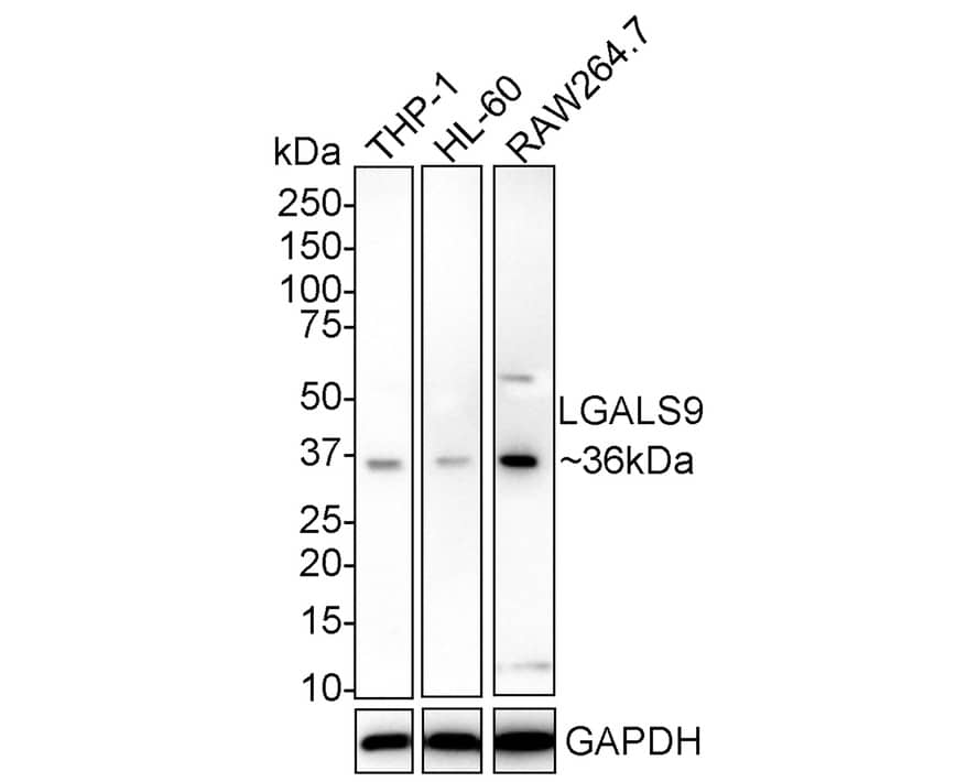 Western Blot: Galectin-9 Antibody (PSH02-44) [NBP3-32531] - Western blot analysis of Galectin-9 on different lysates with Rabbit anti-Galectin-9 antibody (NBP3-32531) at 1/1,000 dilution. Lane 1: THP-1 cell lysate Lane 2: HL-60 cell lysate Lane 3: RAW264.7 cell lysate Lysates/proteins at 20 ug/Lane. Predicted band size: 92 kDa Observed band size: 92 kDa Exposure time: 1 minutes 59 seconds; 4-20% SDS-PAGE gel. Proteins were transferred to a PVDF membrane and blocked with 5% NFDM/TBST for 1 hour at room temperature. The primary antibody (NBP3-32531) at 1/1,000 dilution was used in 5% NFDM/TBST at 4  overnight. Goat Anti-Rabbit IgG - HRP Secondary Antibody at 1/50,000 dilution was used for 1 hour at room temperature.