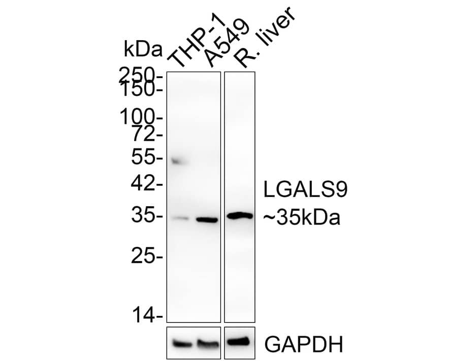 Western Blot: Galectin-9 Antibody (PSH02-45) [NBP3-32532] - Western blot analysis of Galectin-9 on different lysates with Rabbit anti-Galectin-9 antibody (NBP3-32532) at 1/2,000 dilution. Lane 1: THP-1 cell lysate Lane 2: A549 cell lysate Lane 3: Rat liver tissue lysate Lysates/proteins at 20 ug/Lane. Predicted band size: 40 kDa Observed band size: 35 kDa Exposure time: 2 minutes 18 seconds; 4-20% SDS-PAGE gel. Proteins were transferred to a PVDF membrane and blocked with 5% NFDM/TBST for 1 hour at room temperature. The primary antibody (NBP3-32532) at 1/2,000 dilution was used in 5% NFDM/TBST at 4  overnight. Goat Anti-Rabbit IgG - HRP Secondary Antibody at 1/50,000 dilution was used for 1 hour at room temperature.