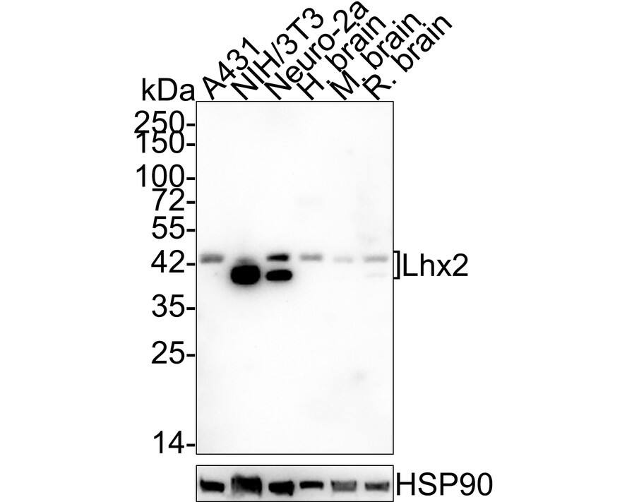 Western Blot: LHX2 Antibody (JE54-99) [NBP3-32533] - Western blot analysis of LHX2 on different lysates with Rabbit anti-LHX2 antibody (NBP3-32533) at 1/1,000 dilution. Lane 1: A431 cell lysate (20 ug/Lane) Lane 2: NIH/3T3 cell lysate (20 ug/Lane) Lane 3: Neuro-2a cell lysate (20 ug/Lane) Lane 4: Human brain tissue lysate (40 ug/Lane) Lane 5: Mouse brain tissue lysate (40 ug/Lane) Lane 6: Rat brain tissue lysate (40 ug/Lane) Predicted band size: 44 kDa Observed band size: 40-44 kDa Exposure time: 3 minutes; 4-20% SDS-PAGE gel. Proteins were transferred to a PVDF membrane and blocked with 5% NFDM/TBST for 1 hour at room temperature. The primary antibody (NBP3-32533) at 1/1,000 dilution was used in 5% NFDM/TBST at 4  overnight. Goat Anti-Rabbit IgG - HRP Secondary Antibody at 1/50,000 dilution was used for 1 hour at room temperature.