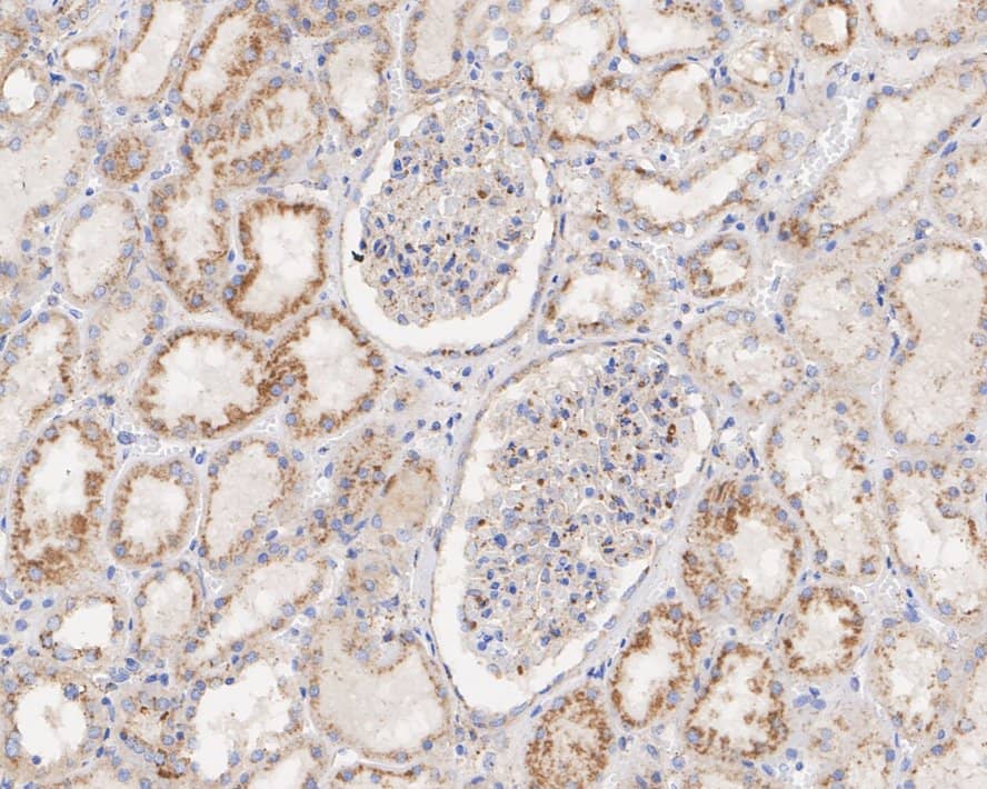 Immunohistochemistry: LIMPII/SR-B2 Antibody (PSH03-25) [NBP3-32538] - Immunohistochemical analysis of paraffin-embedded human kidney tissue with Rabbit anti-LIMPII/SR-B2 antibody (NBP3-32538) at 1/10,000 dilution. The section was pre-treated using heat mediated antigen retrieval with Tris-EDTA buffer (pH 9.0) for 20 minutes. The tissues were blocked in 1% BSA for 20 minutes at room temperature, washed with ddH2O and PBS, and then probed with the primary antibody (NBP3-32538) at 1/10,000 dilution for 1 hour at room temperature. The detection was performed using an HRP conjugated compact polymer system. DAB was used as the chromogen. Tissues were counterstained with hematoxylin and mounted with DPX.