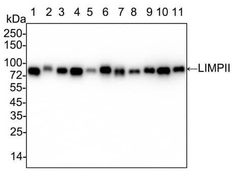 Western Blot: LIMPII/SR-B2 Antibody (PSH03-25) [NBP3-32538] - Western blot analysis of LIMPII/SR-B2 on different lysates with Rabbit anti-LIMPII/SR-B2 antibody (NBP3-32538) at 1/5,000 dilution. Lane 1: HeLa cell lysate (15 µg/Lane) Lane 2: HepG2 cell lysate (15 µg/Lane) Lane 3: SH-SY5Y cell lysate (15 µg/Lane) Lane 4: Neuro-2a cell lysate (15 µg/Lane) Lane 5: MEF cell lysate (15 µg/Lane) Lane 6: PC-12 cell lysate (15 µg/Lane) Lane 7: COS-1 cell lysate (15 µg/Lane) Lane 8: Mouse kidney tissue lysate (30 µg/Lane) Lane 9: Rat kidney tissue lysate (30 µg/Lane) Lane 10: Mouse liver tissue lysate (30 µg/Lane) Lane 11: Rat liver tissue lysate (30 µg/Lane) Predicted band size: 54 kDa Observed band size: 80 kDa Exposure time: 30 seconds; 4-20% SDS-PAGE gel. Proteins were transferred to a PVDF membrane and blocked with 5% NFDM/TBST for 1 hour at room temperature. The primary antibody at 1/5,000 dilution was used in 5% NFDM/TBST at 4℃ overnight. Goat Anti-Rabbit IgG - HRP Secondary Antibody at 1/50,000 dilution was used for 1 hour at room temperature.