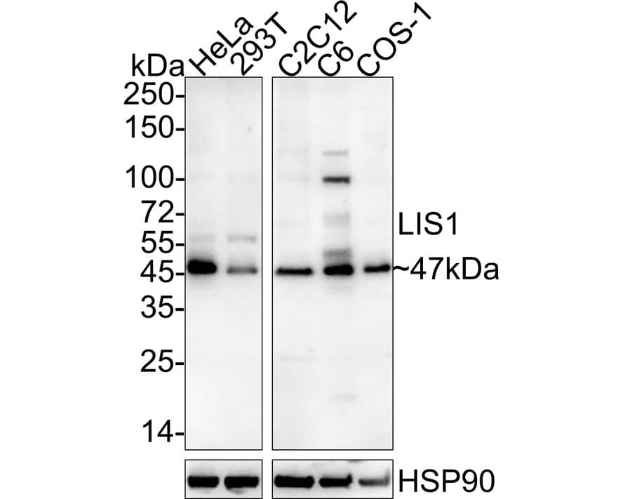 Western Blot: LIS1 Antibody (JE37-43) [NBP3-32540] - Western blot analysis of LIS1 on different lysates with Rabbit anti-LIS1 antibody (NBP3-32540) at 1/1,000 dilution. Lane 1: HeLa cell lysate Lane 2: 293T cell lysate Lane 3: C2C12 cell lysate Lane 4: C6 cell lysate Lane 5: COS-1 cell lysate Lysates/proteins at 20 ug/Lane. Predicted band size: 47 kDa Observed band size: 47 kDa Exposure time: 3 minutes; ECL; 4-20% SDS-PAGE gel. Proteins were transferred to a PVDF membrane and blocked with 5% NFDM/TBST for 1 hour at room temperature. The primary antibody (NBP3-32540) at 1/1,000 dilution was used in 5% NFDM/TBST at 4  overnight. Goat Anti-Rabbit IgG - HRP Secondary Antibody at 1/50,000 dilution was used for 1 hour at room temperature.