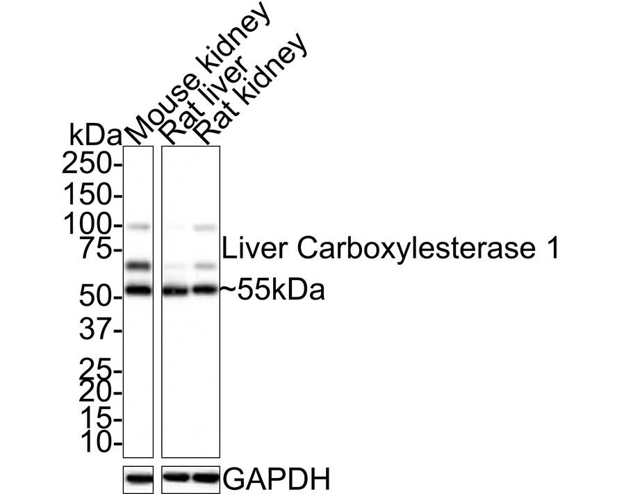 Western blot analysis on different lysates with NBP3-32541 at 1/1,000 dilution. Lane 1: Mouse kidney tissue lysate Lane 2: Rat liver tissue lysate Lane 3: Rat kidney tissue lysate Lysates/proteins at 20 µg/Lane. Predicted band size: 62.5 kDa Observed band size: 55 kDa Exposure time: 4 seconds; 4-20% SDS-PAGE gel. Proteins were transferred to a PVDF membrane and blocked with 5% NFDM/TBST for 1 hour at room temperature. NBP3-32541 at 1/1,000 dilution was used in 5% NFDM/TBST at room temperature for 2 hours. Goat Anti-Rabbit IgG [HRP] Secondary Antibody at 1:100,000 dilution was used for 1 hour at room temperature.