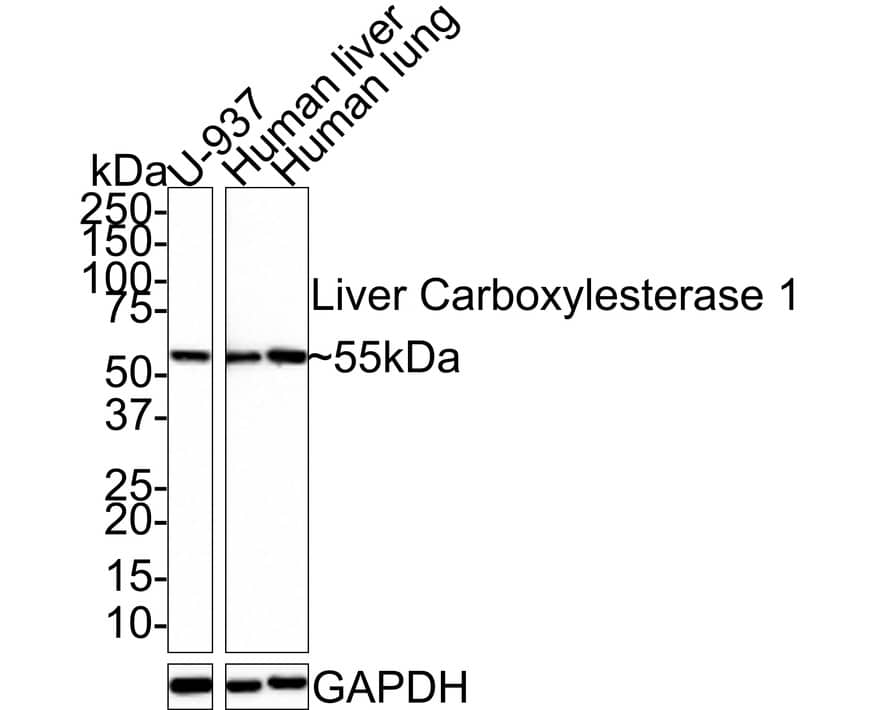 Western Blot: Carboxylesterase 1/CES1 Antibody (JE33-04) [NBP3-32541] - Western blot analysis of Carboxylesterase 1/CES1 on different lysates with Rabbit anti-Carboxylesterase 1/CES1 antibody (NBP3-32541) at 1/1,000 dilution. Lane 1: U-937 cell lysate (20 ug/Lane) Lane 2: Human liver tissue lysate (10 ug/Lane) Lane 3: Human lung tissue lysate (10 ug/Lane) Predicted band size: 62.5 kDa Observed band size: 55 kDa Exposure time: 16 seconds; 4-20% SDS-PAGE gel. Proteins were transferred to a PVDF membrane and blocked with 5% NFDM/TBST for 1 hour at room temperature. The primary antibody (NBP3-32541) at 1/1,000 dilution was used in 5% NFDM/TBST at room temperature for 2 hours. Goat Anti-Rabbit IgG - HRP Secondary Antibody at 1:100,000 dilution was used for 1 hour at room temperature.