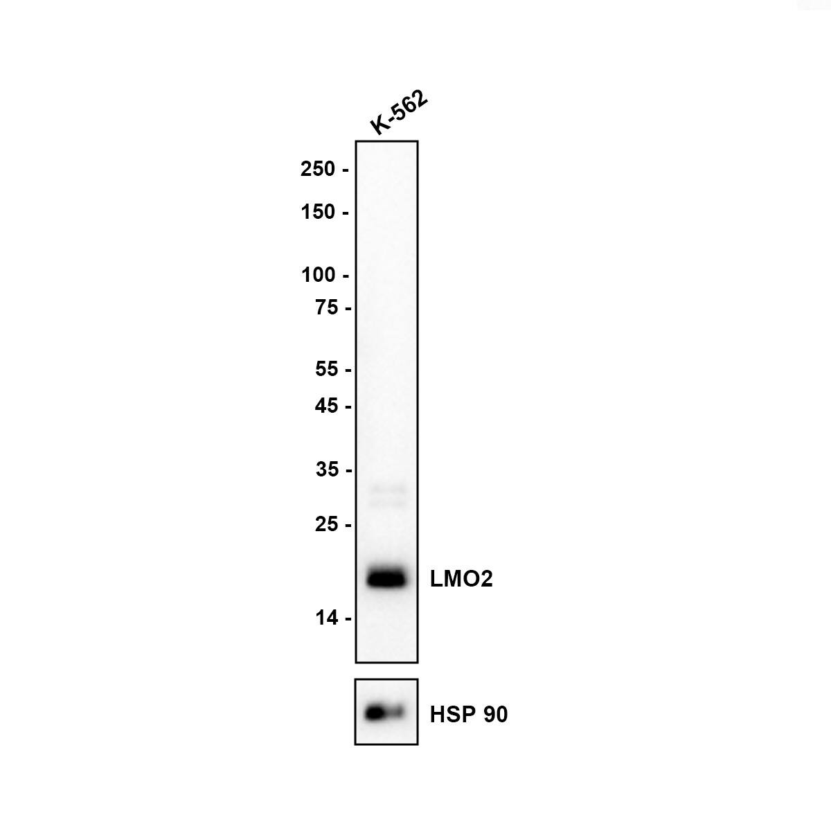 Western blot analysis on different lysates with NBP3-32542 at 1/5,000 dilution. Lane 1: K-562 (Human chronic myelogenous leukemia cell) cell lysate Lysates/proteins at 10 µg/Lane. Exposure time: 46 seconds Blocking: 5% NFDM/TBST, 1 hour at room temperature Primary antibody: NBP3-32542, 1/5,000 in primary antibody dilution buffer, overnight at 4 ℃ Secondary antibody: Goat Anti-Rabbit IgG [HRP] Secondary Antibody, 1/50,000 in 5% NFDM/TBST, 1 hour at room temperature Predicted band size: 18.4 kDa Observed band size: 18 kDa