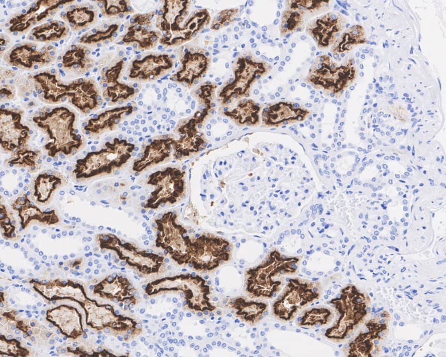 Immunohistochemistry: LRP2 Antibody (PSH02-91) [NBP3-32545] - Immunohistochemical analysis of paraffin-embedded human kidney tissue with Rabbit anti-LRP2 antibody (NBP3-32545) at 1/1000 dilution. The section was pre-treated using heat mediated antigen retrieval with Tris-EDTA buffer (pH 9.0) for 20 minutes. The tissues were blocked in 1% BSA for 20 minutes at room temperature, washed with ddH2O and PBS, and then probed with the primary antibody (NBP3-32545) at 1/200 dilution for 1 hour at room temperature. The detection was performed using an HRP conjugated compact polymer system. DAB was used as the chromogen. Tissues were counterstained with hematoxylin and mounted with DPX.