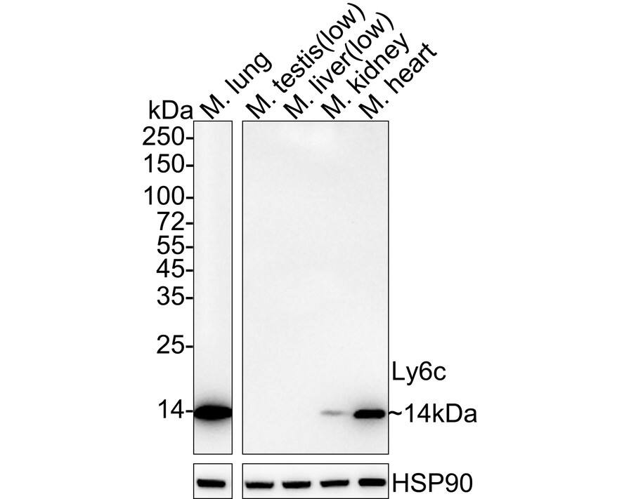 Western Blot Ly-6C Antibody (PSH04-51)