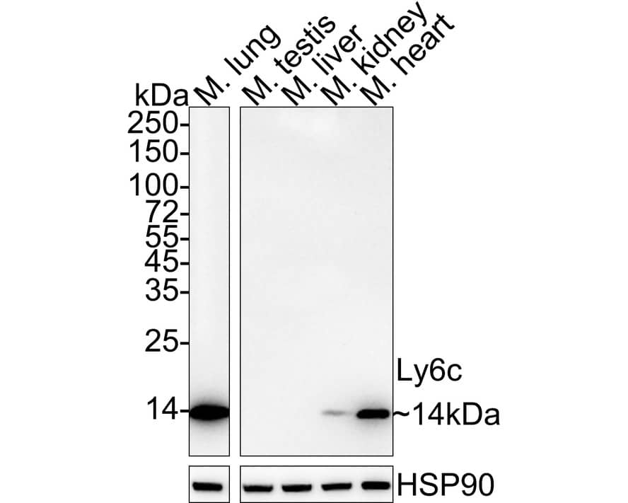 Western Blot Ly-6C Antibody (PSH04-51)