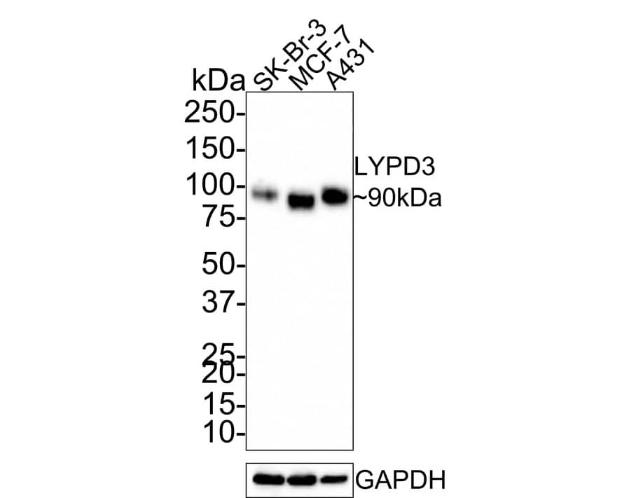 Western Blot: C4.4A/LYPD3 Antibody (PS00-59) [NBP3-32550] - Western blot analysis of C4.4A/LYPD3 on different lysates with Rabbit anti-C4.4A/LYPD3 antibody (NBP3-32550) at 1/1,000 dilution. Lane 1: SK-Br-3 cell lysate Lane 2: MCF-7 cell lysate Lane 3: A431 cell lysate Lysates/proteins at 10 ug/Lane. Predicted band size: 36 kDa Observed band size: 90 kDa Exposure time: 1 minute 17 seconds; 4-20% SDS-PAGE gel. Proteins were transferred to a PVDF membrane and blocked with 5% NFDM/TBST for 1 hour at room temperature. The primary antibody (NBP3-32550) at 1/1,000 dilution was used in 5% NFDM/TBST at room temperature for 2 hours. Goat Anti-Rabbit IgG - HRP Secondary Antibody at 1:200,000 dilution was used for 1 hour at room temperature.