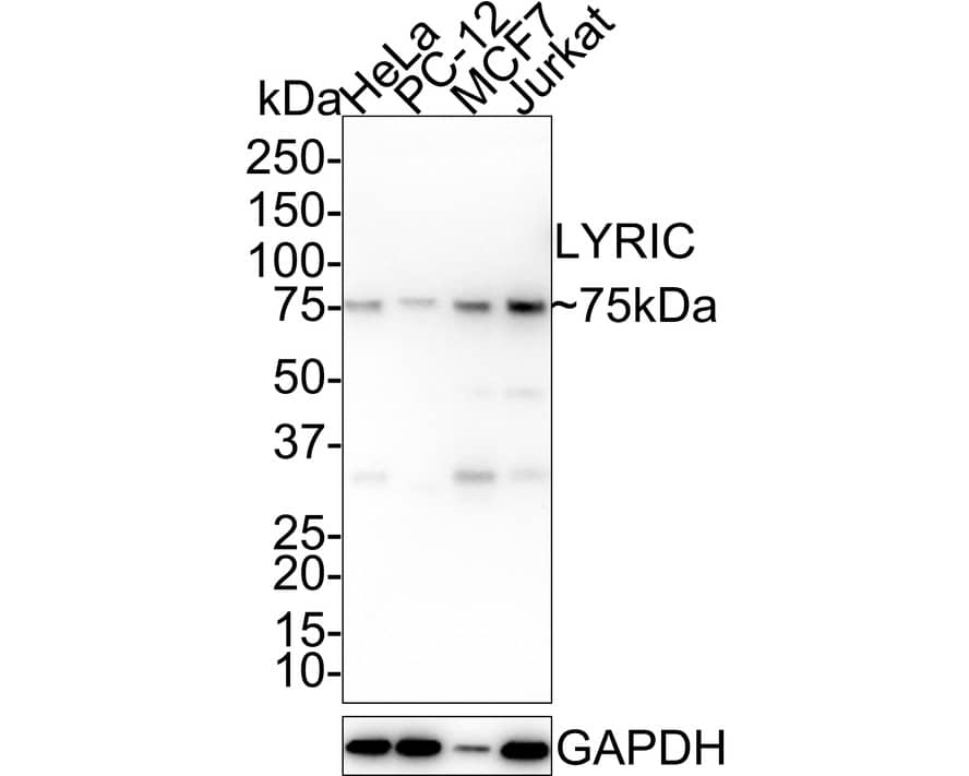 Western Blot: Metadherin Antibody (C6-C10-R) [NBP3-32551] - Western blot analysis of Metadherin on different lysates with Mouse anti-Metadherin antibody (NBP3-32551) at 1/1,000 dilution. Lane 1: HeLa cell lysate Lane 2: PC-12 cell lysate Lane 3: MCF7 cell lysate Lane 4: Jurkat cell lysate Lysates/proteins at 20 ug/Lane. Predicted band size: 64 kDa Observed band size: 75 kDa Exposure time: 53 seconds; 4-20% SDS-PAGE gel. Proteins were transferred to a PVDF membrane and blocked with 5% NFDM/TBST for 1 hour at room temperature. The primary antibody (NBP3-32551) at 1/1,000 dilution was used in 5% NFDM/TBST at 4  overnight. Goat Anti-Mouse IgG - HRP Secondary Antibody at 1/50,000 dilution was used for 1 hour at room temperature.