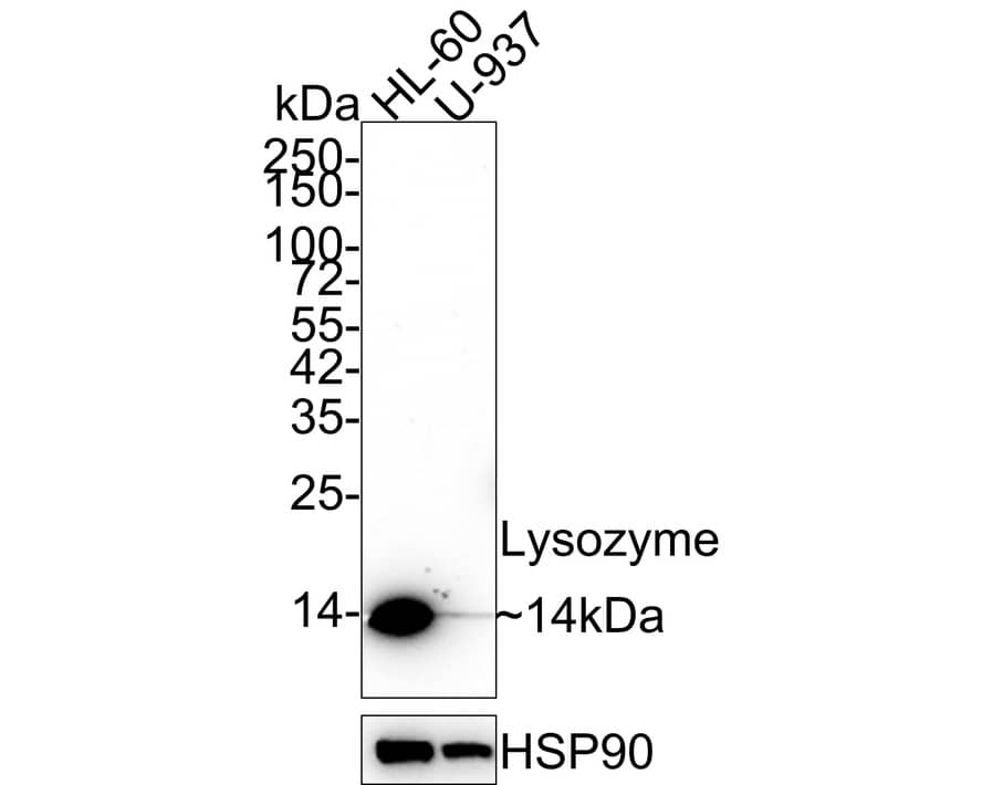 Western blot analysis on different lysates with NBP3-32552 at 1/1,000 dilution. Lane 1: HL-60 cell lysate Lane 2: U-937 cell lysate Lysates/proteins at 20 µg/Lane. Predicted band size: 17 kDa Observed band size: 14 kDa Exposure time: 43 seconds; 4-20% SDS-PAGE gel. Proteins were transferred to a PVDF membrane and blocked with 5% NFDM/TBST for 1 hour at room temperature. NBP3-32552 at 1/1,000 dilution was used in 5% NFDM/TBST at room temperature for 2 hours. Goat anti-Mouse IgG [HRP] at 1/50,000 dilution was used for 1 hour at room temperature.