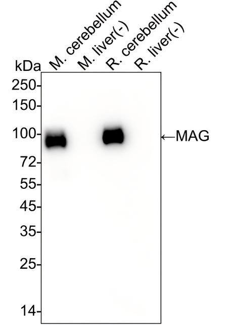 Western blot analysis on different lysates with NBP3-32557 at 1/2,000 dilution and competitor's antibody at 1/2,000 dilution. Lane 1: Mouse cerebellum tissue lysate (20 µg/Lane) Lane 2: Mouse liver tissue lysate (negative) (20 µg/Lane) Lane 3: Rat cerebellum tissue lysate (20 µg/Lane) Lane 4: Rat liver tissue lysate (negative) (20 µg/Lane) Predicted band size: 69 kDa Observed band size: 100 kDa Exposure time: 2 minutes;  4-20% SDS-PAGE gel. Proteins were transferred to a PVDF membrane and blocked with 5% NFDM/TBST for 1 hour at room temperature. NBP3-32557 at 1/2,000 dilution and competitor's antibody at 1/2,000 dilution were used in 5% NFDM/TBST at 4℃ overnight. Goat Anti-Rabbit IgG [HRP] Secondary Antibody at 1/50,000 dilution was used for 1 hour at room temperature.