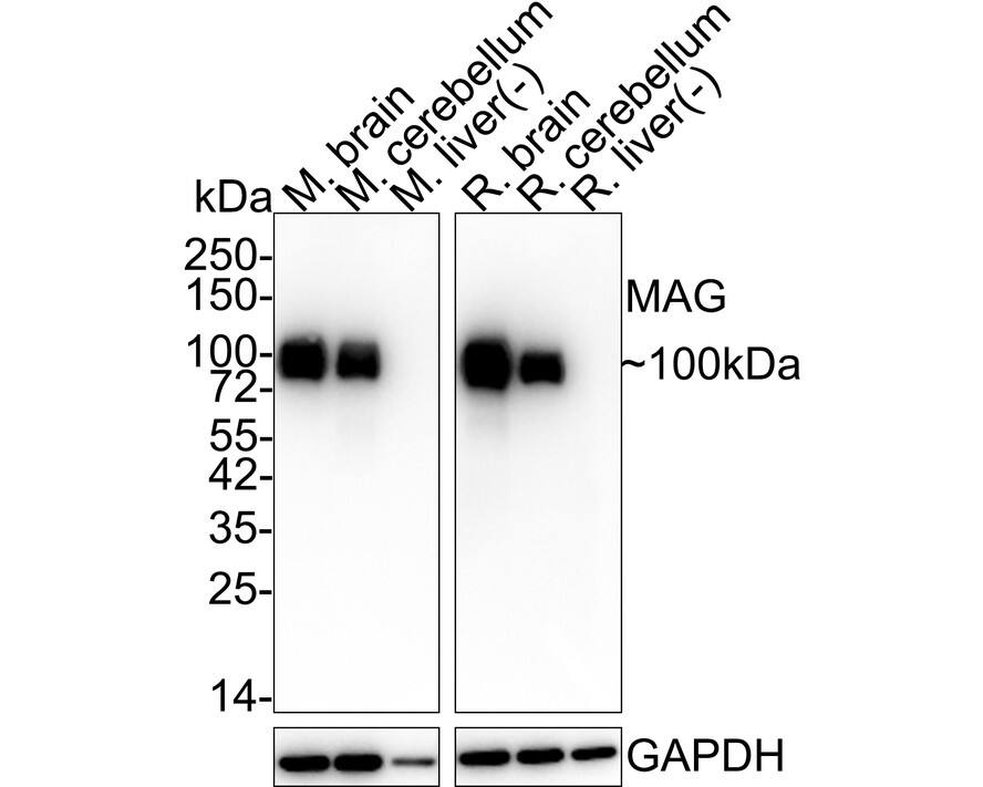 Western blot analysis on different lysates with NBP3-32557 at 1/2,000 dilution. Lane 1: Mouse brain tissue lysate (no heat) (20 µg/Lane) Lane 2: Mouse cerebellum tissue lysate (20 µg/Lane) Lane 3: Mouse liver tissue lysate (negative) (20 µg/Lane) Lane 4: Rat brain tissue lysate (no heat) (20 µg/Lane) Lane 5: Rat cerebellum tissue lysate (20 µg/Lane) Lane 6: Rat liver tissue lysate (negative) (20 µg/Lane) Notice: no heat means the lysate is not boiled. Predicted band size: 69 kDa Observed band size: 100 kDa Exposure time: 42 seconds; 4-20% SDS-PAGE gel. Proteins were transferred to a PVDF membrane and blocked with 5% NFDM/TBST for 1 hour at room temperature. NBP3-32557 at 1/2,000 dilution was used in 5% NFDM/TBST at room temperature for 2 hours. Goat Anti-Rabbit IgG [HRP] Secondary Antibody at 1/50,000 dilution was used for 1 hour at room temperature.