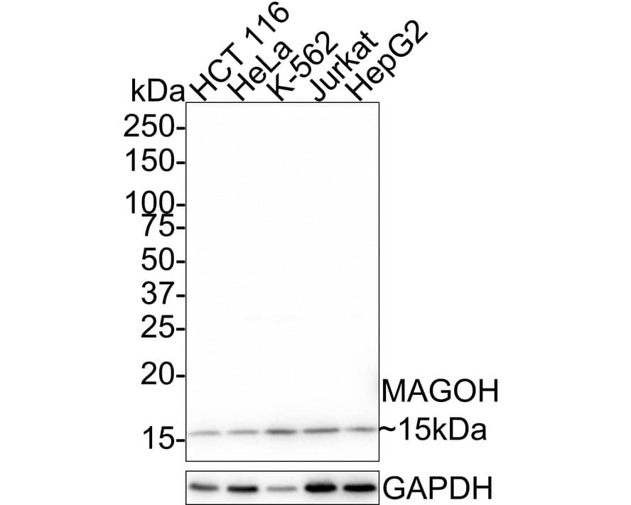 Western Blot MAGOH Antibody (JE33-53)
